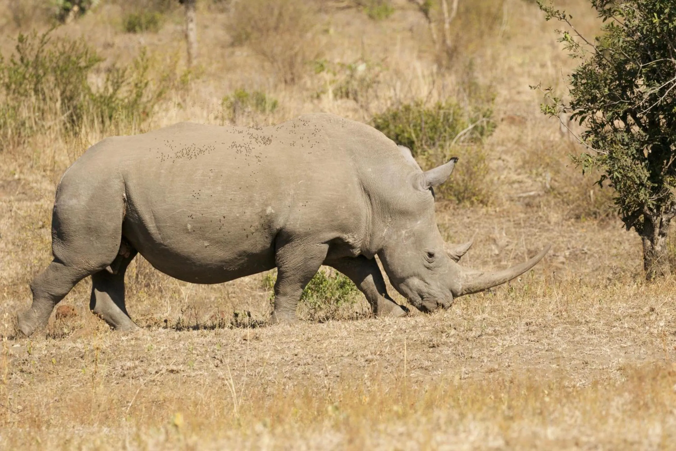 Animals in Kambaku River Lodge