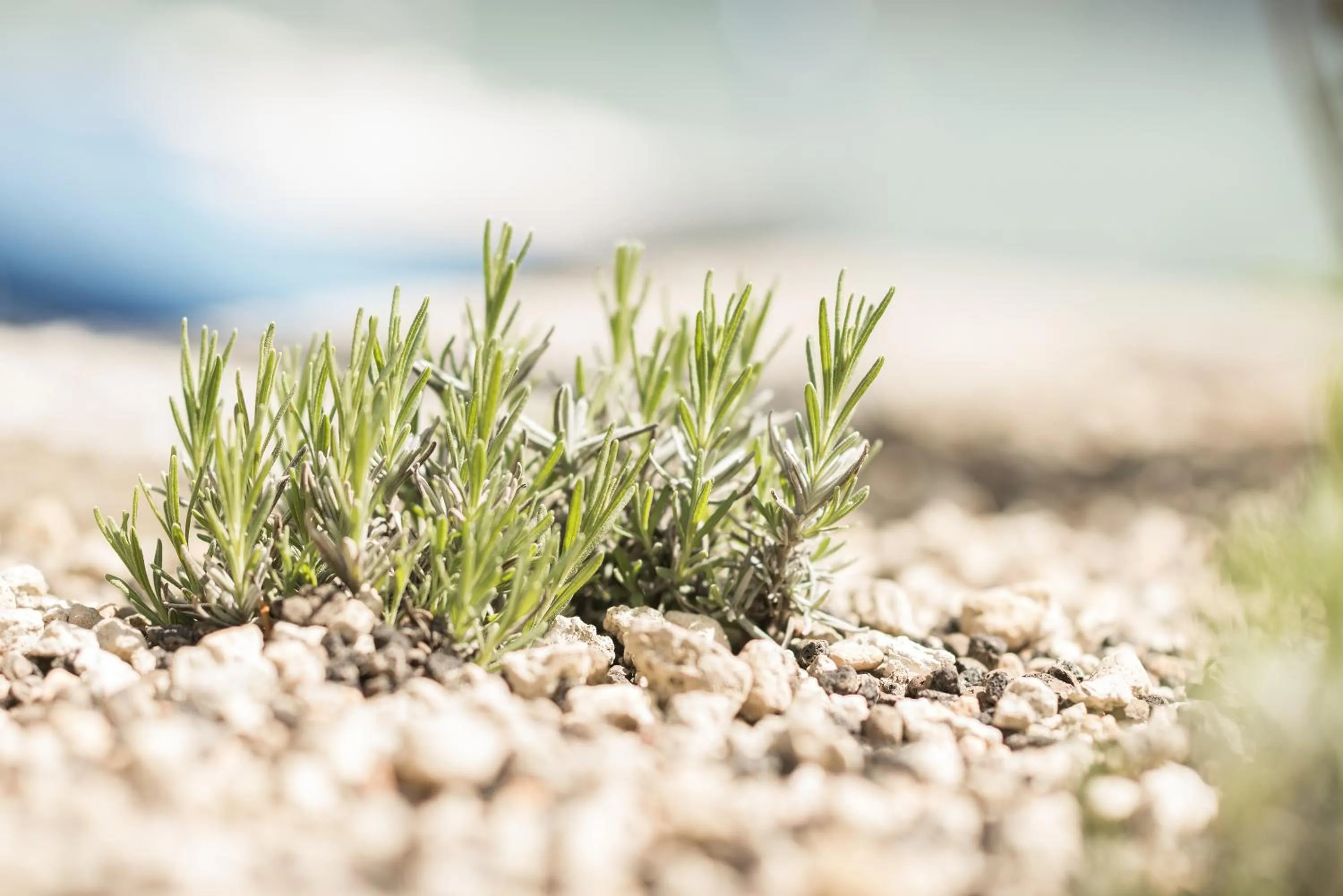 Garden view in Boutique Hotel Riviera