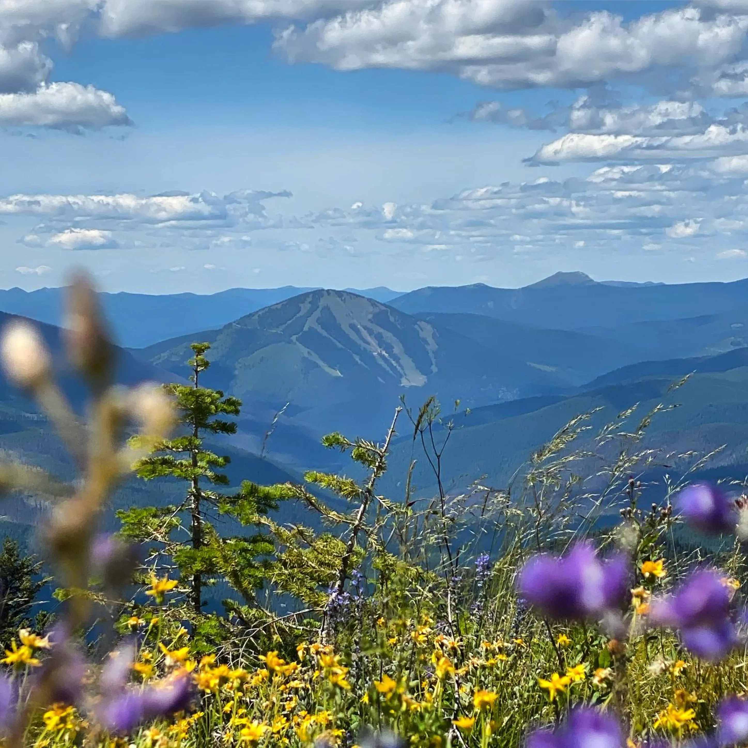 Natural landscape in Evergreen Motel
