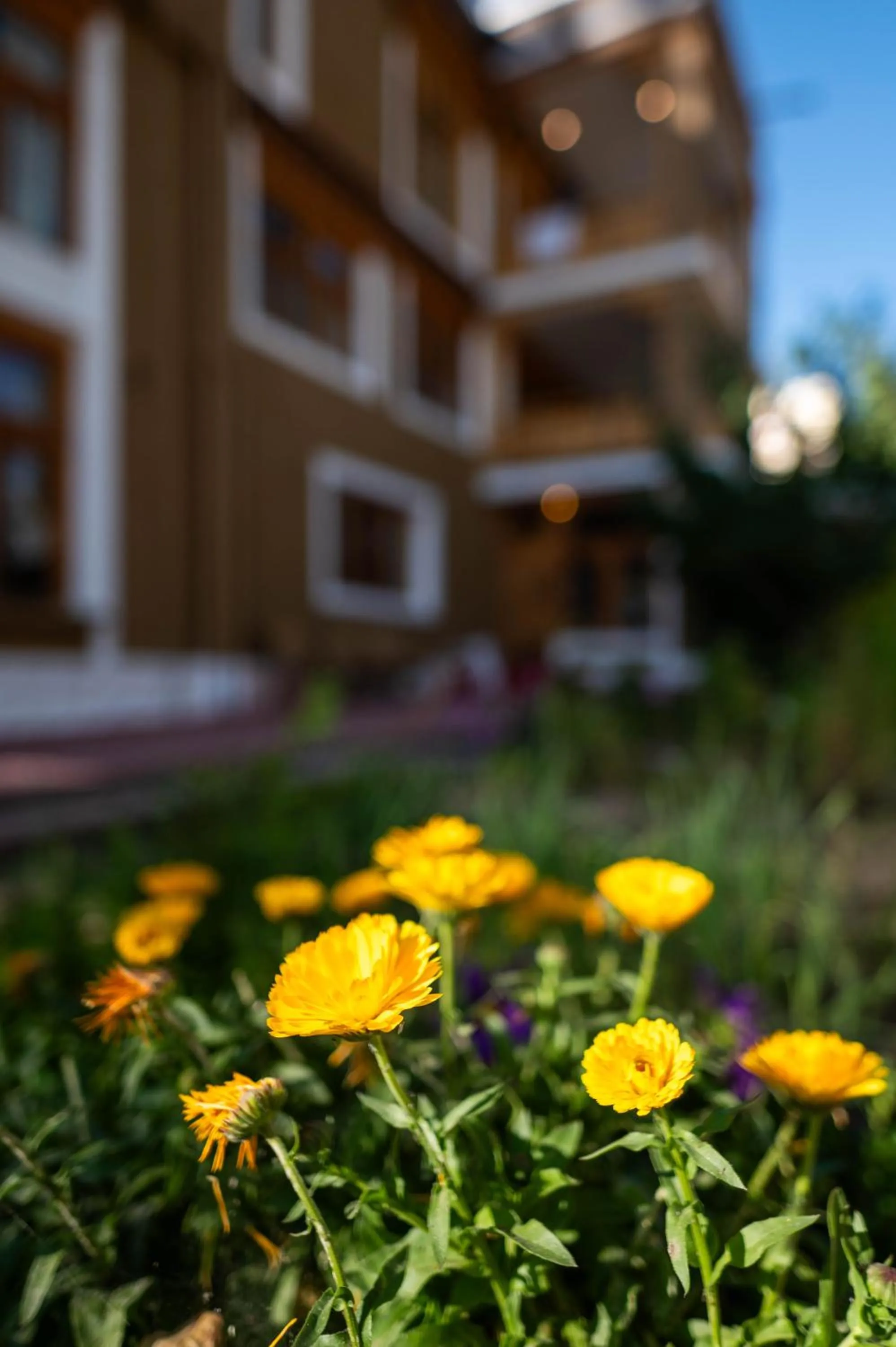 Garden in Sangto Green Guest House