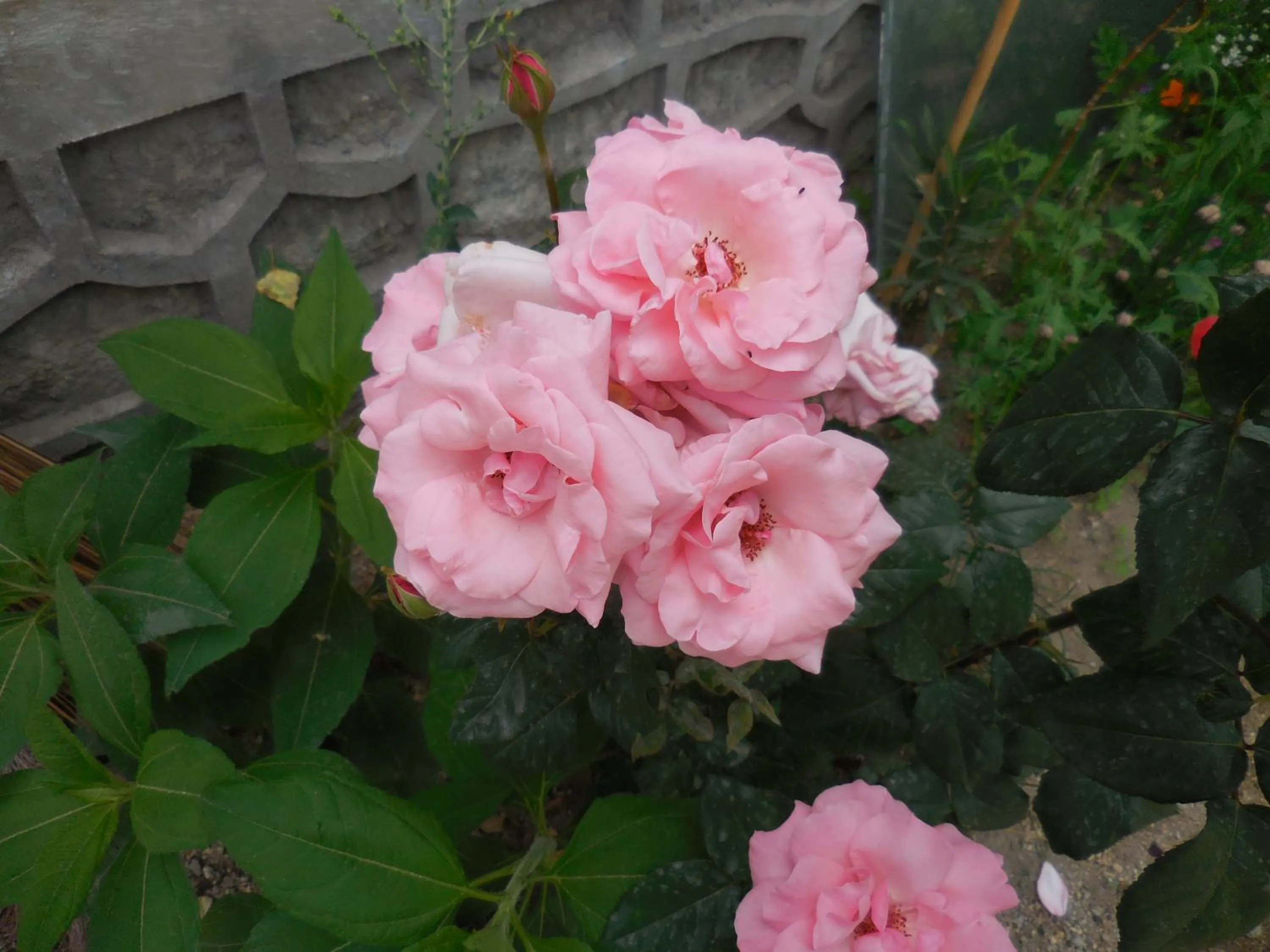 Garden view in Sangto Green Guest House