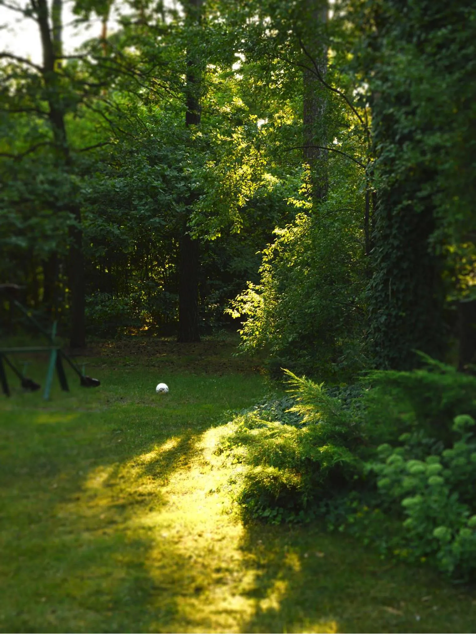 Garden in Leśny Dworek