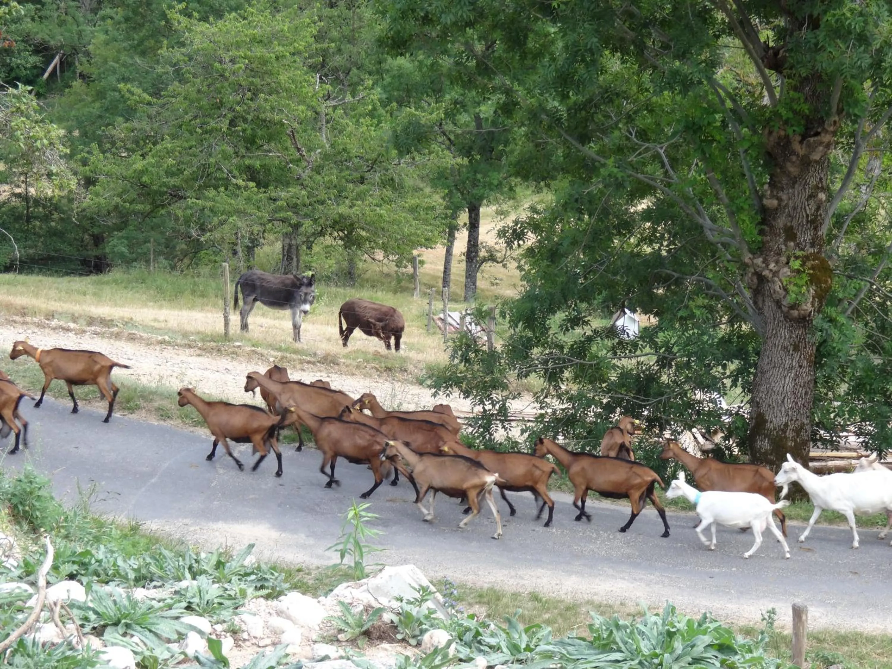 Property building in Le Relais De Rochepaule