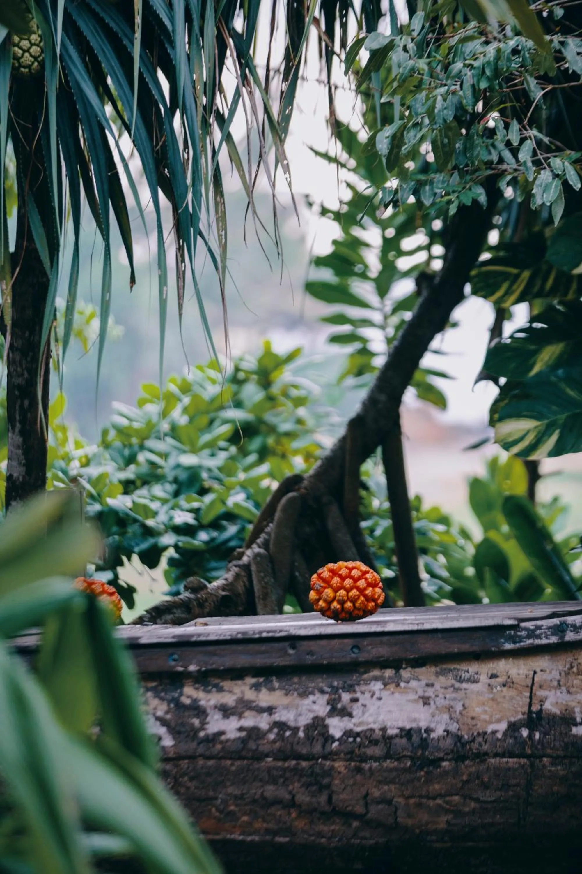 Garden in The Postcard Galle