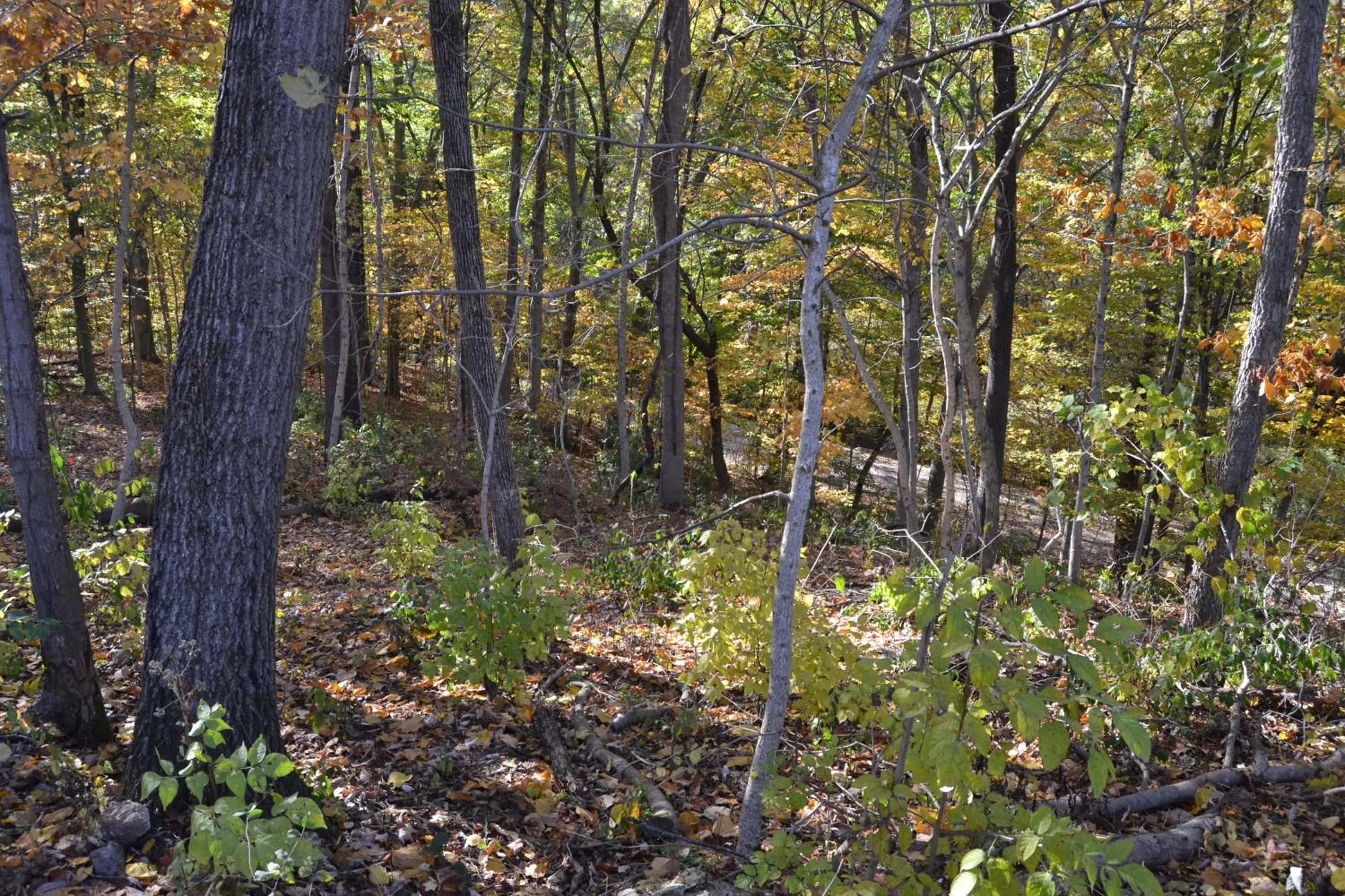 Natural landscape in Cascades Inn