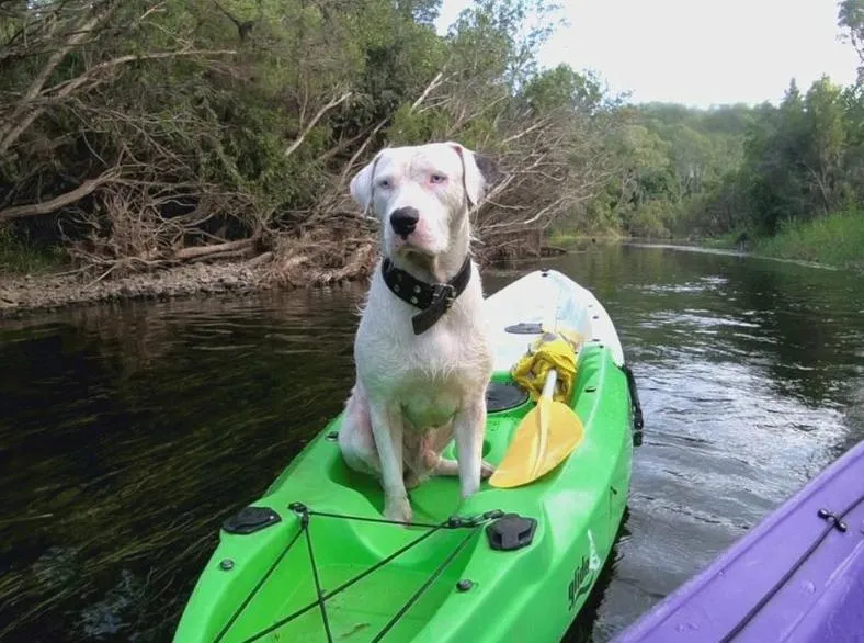 Canoeing in Gladstone Backpackers