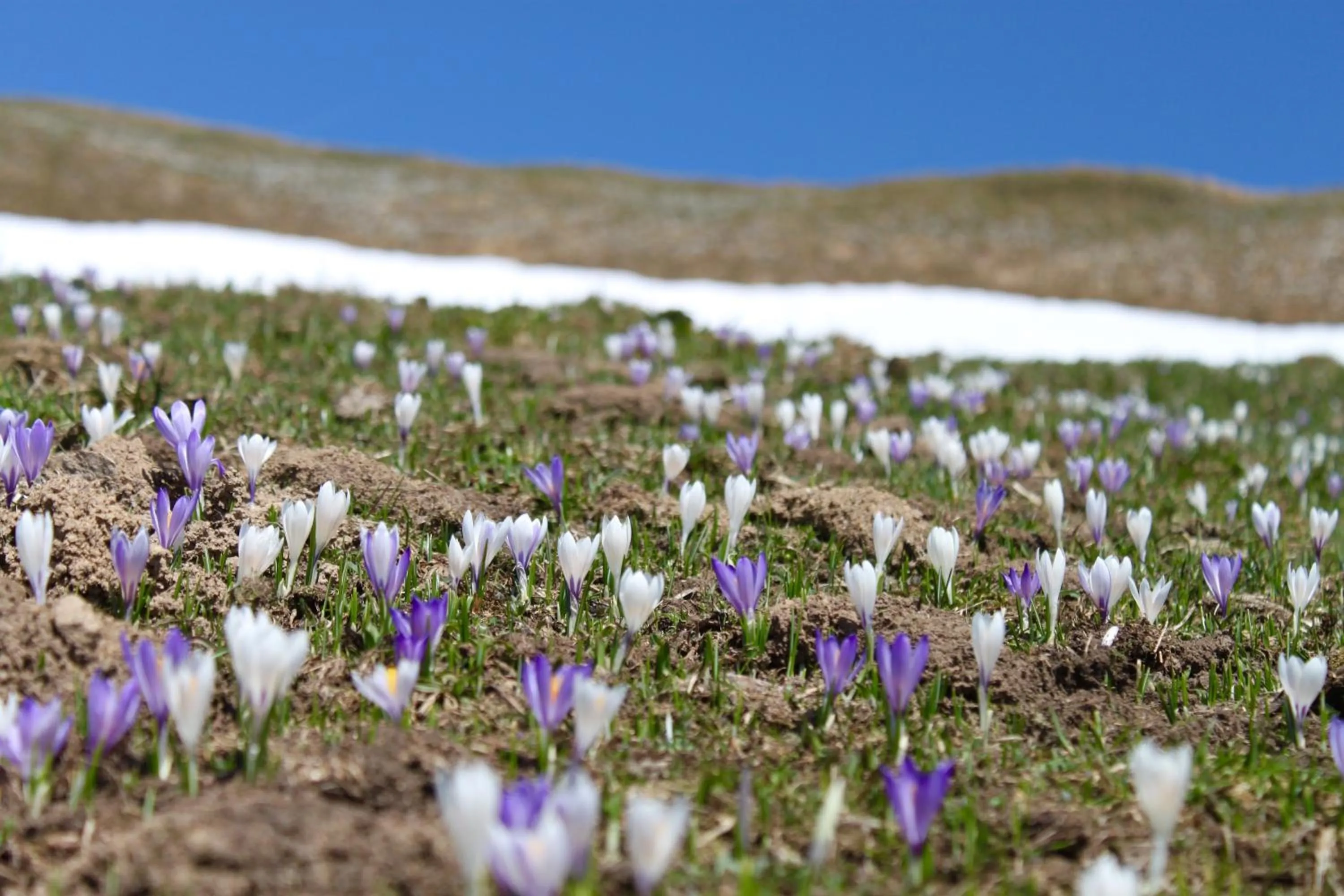 Spring in Pension Laresch