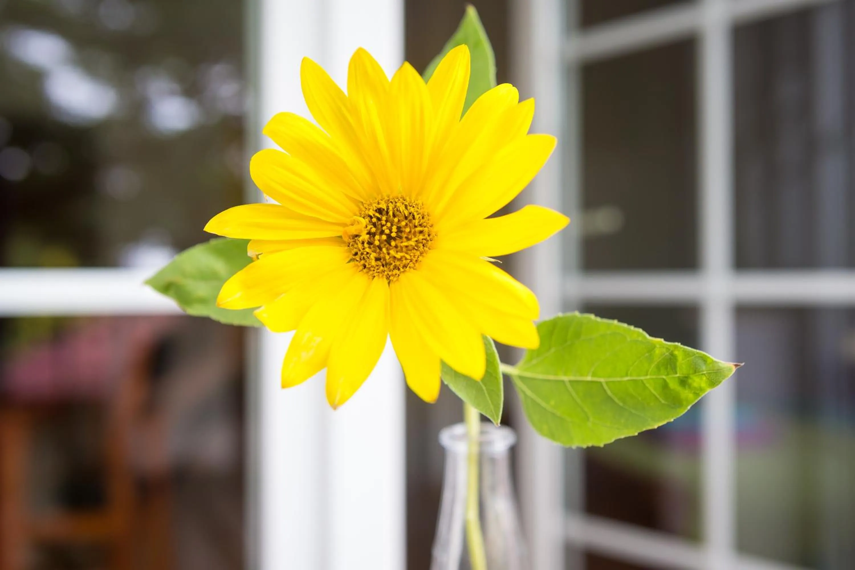 Decorative detail in Villa Jeziorki 71