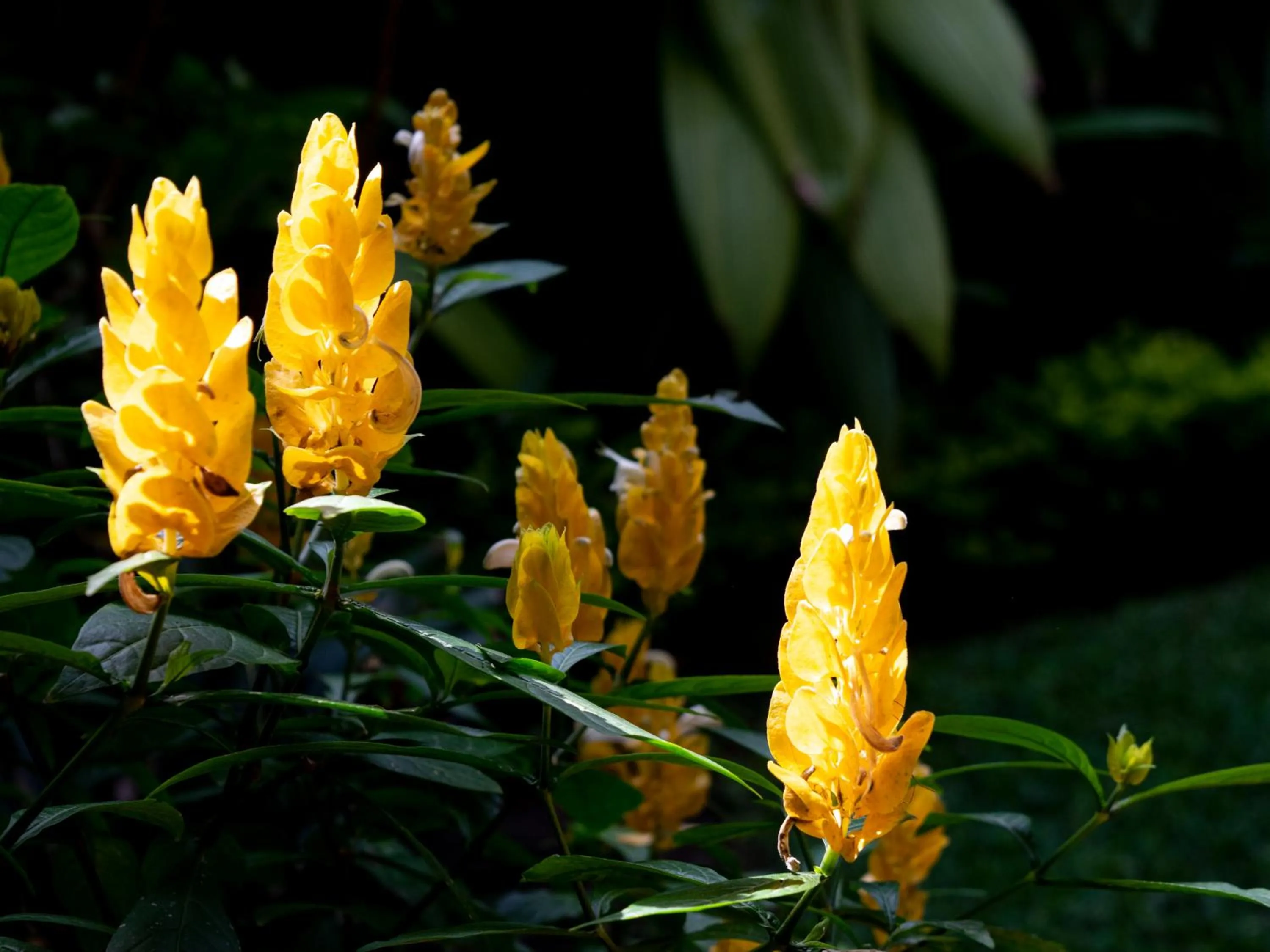 Garden in Naif Boutique Hotel