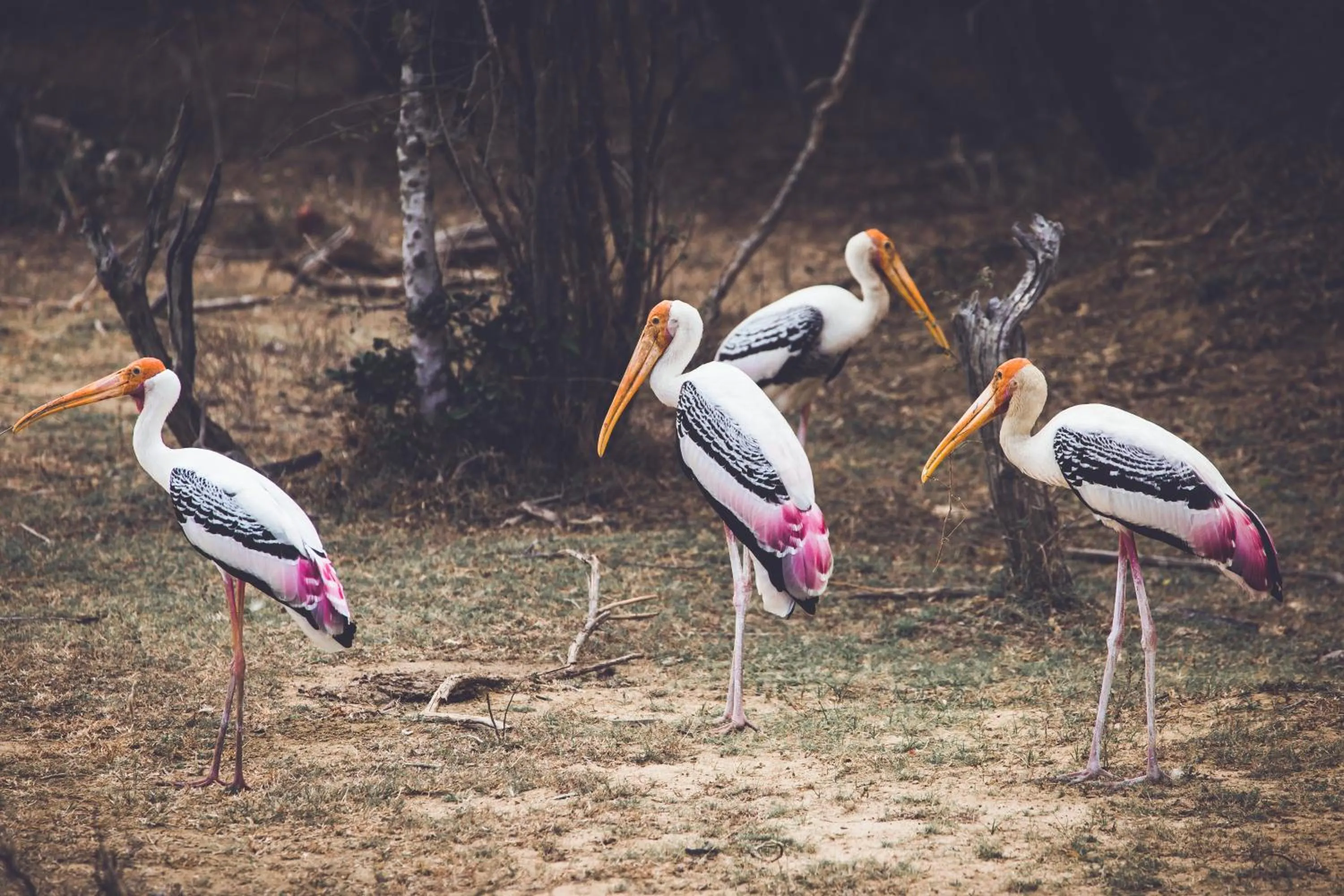 Animals in The Spice Trail