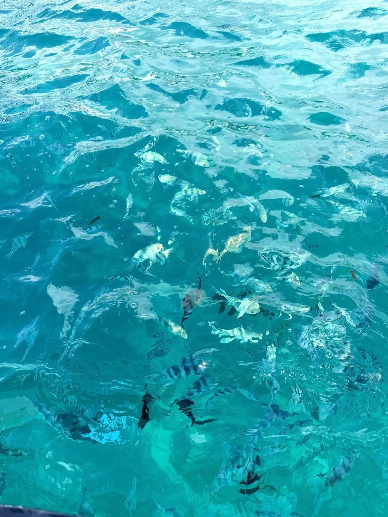 Snorkeling in Andy's Inn