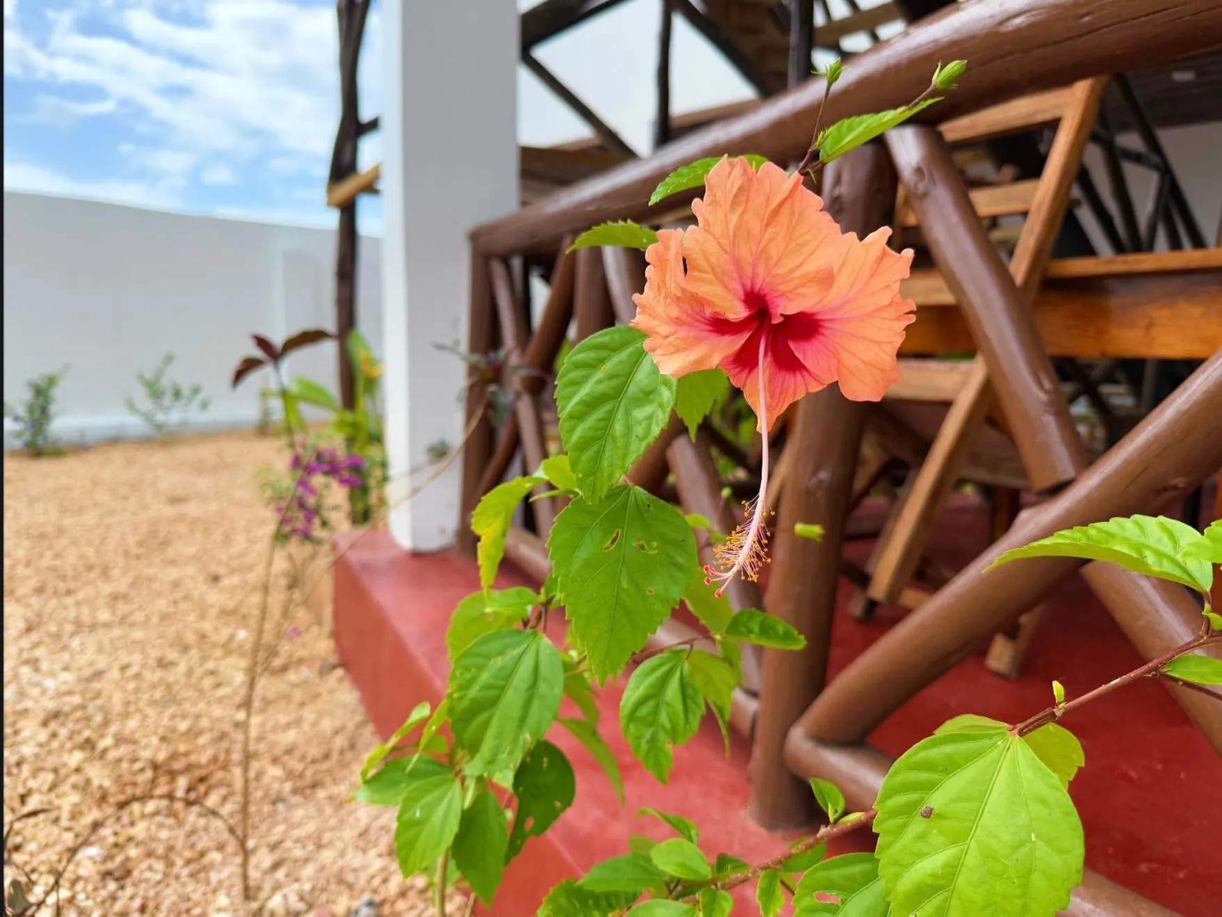 Garden in Andy's Inn