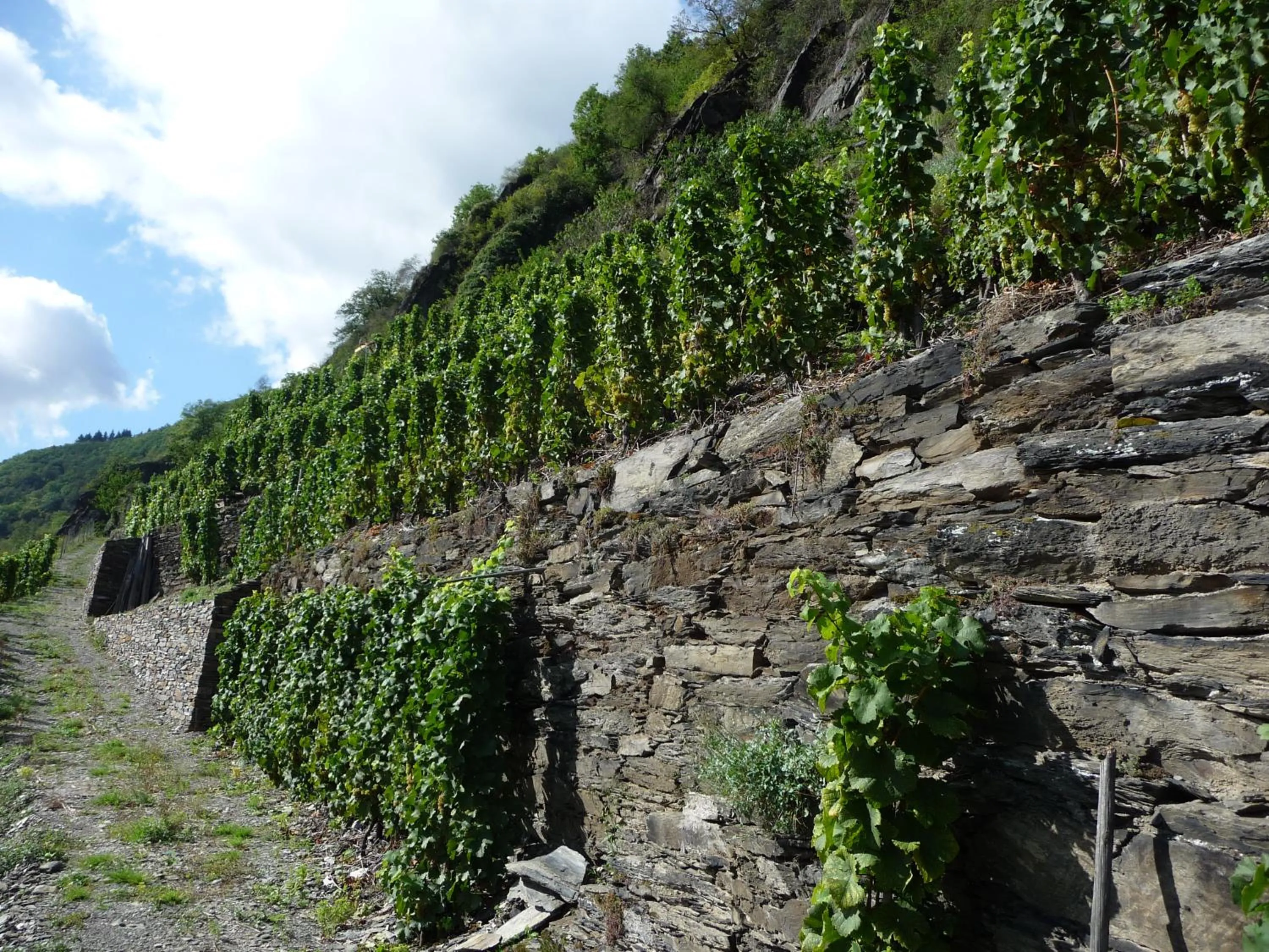 Natural landscape in Gasthaus Zum Rebstock