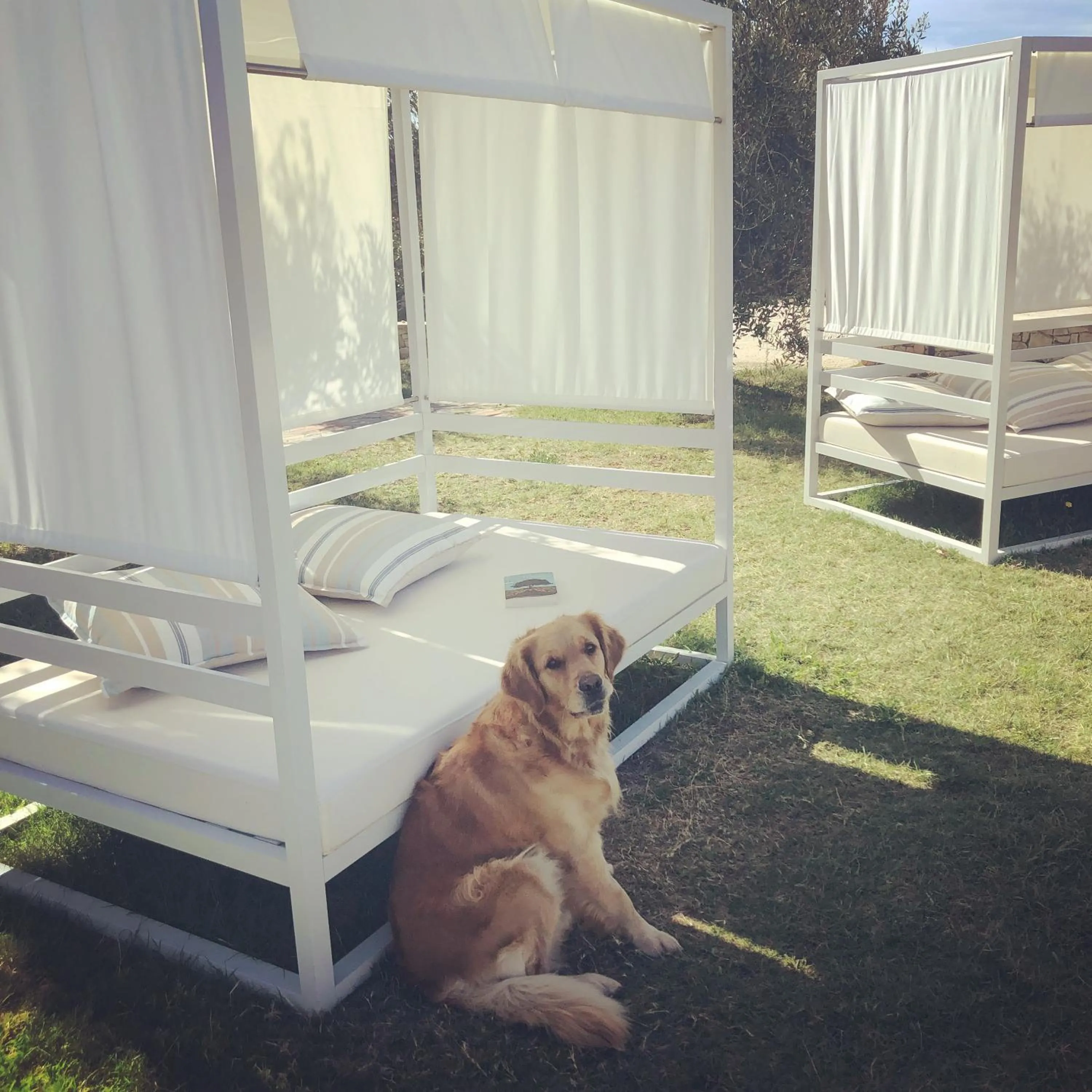 Animals in Residence Gli Stingi