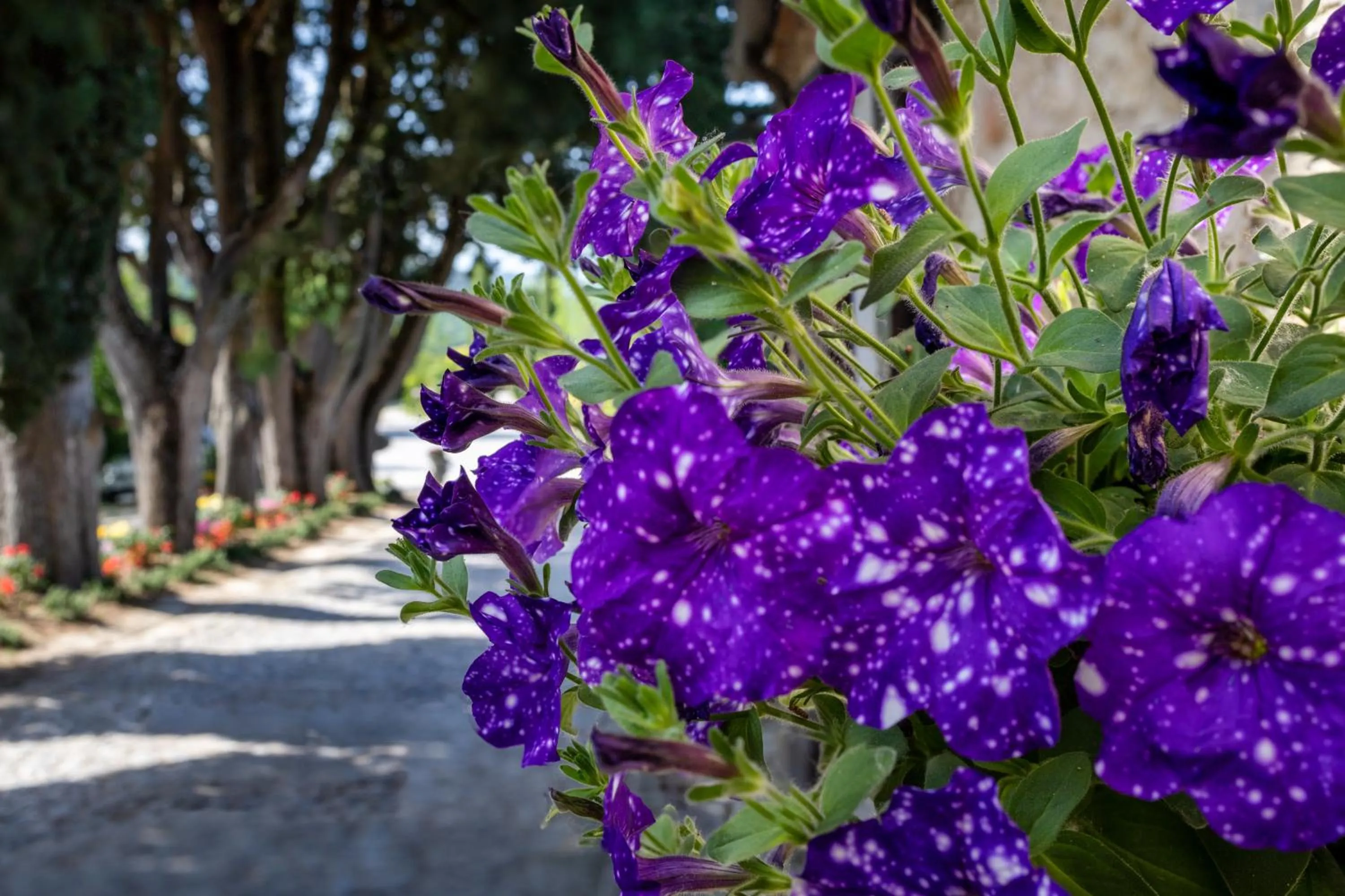 Garden in Borgo Laticastelli