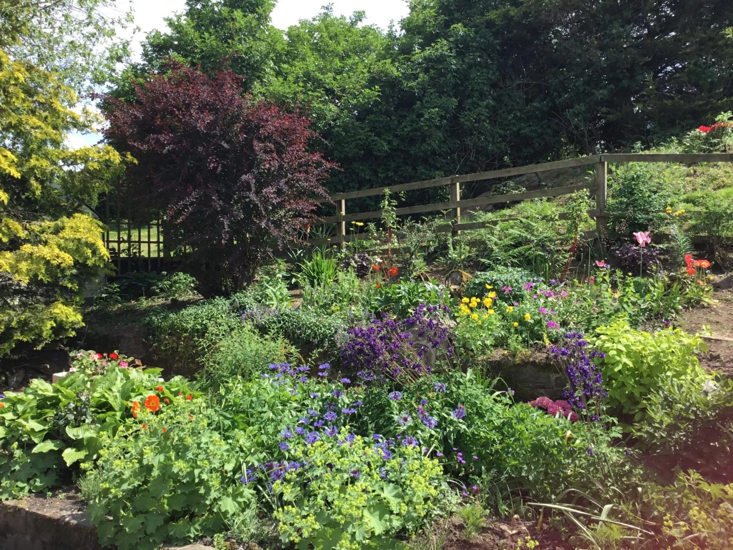 Garden in The Burnside