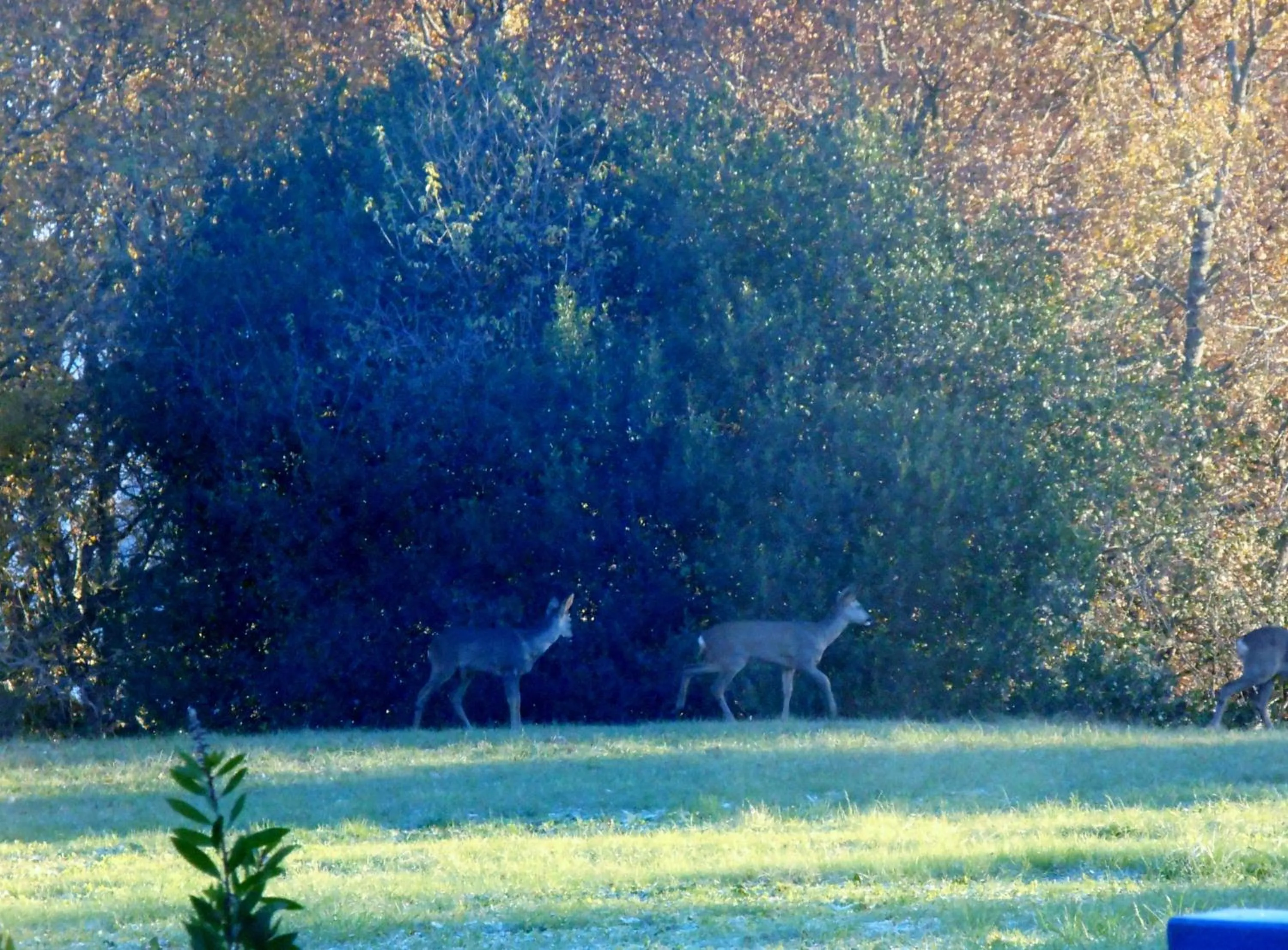 Other in Le Colombier