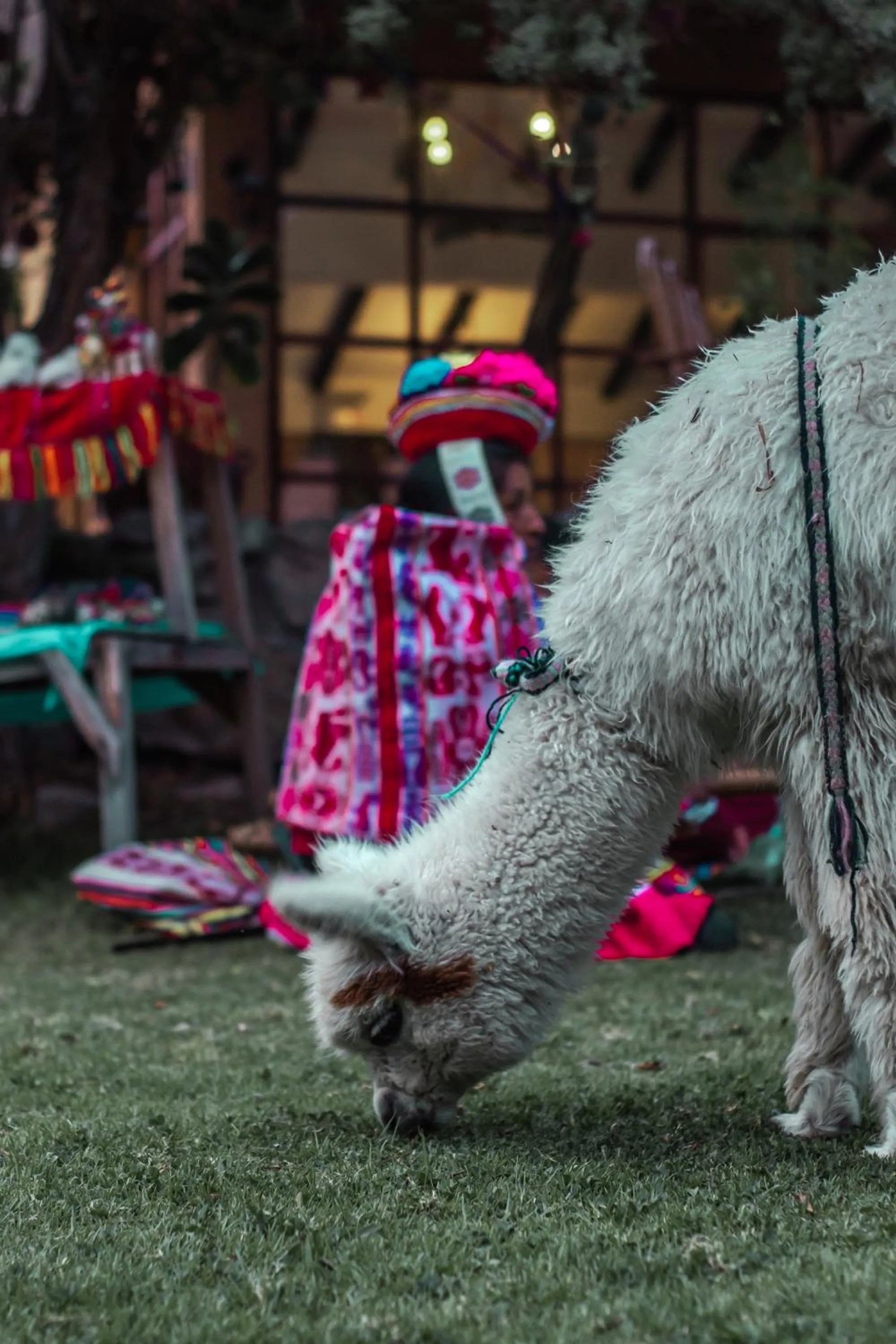 Animals in Andean Wings Valley