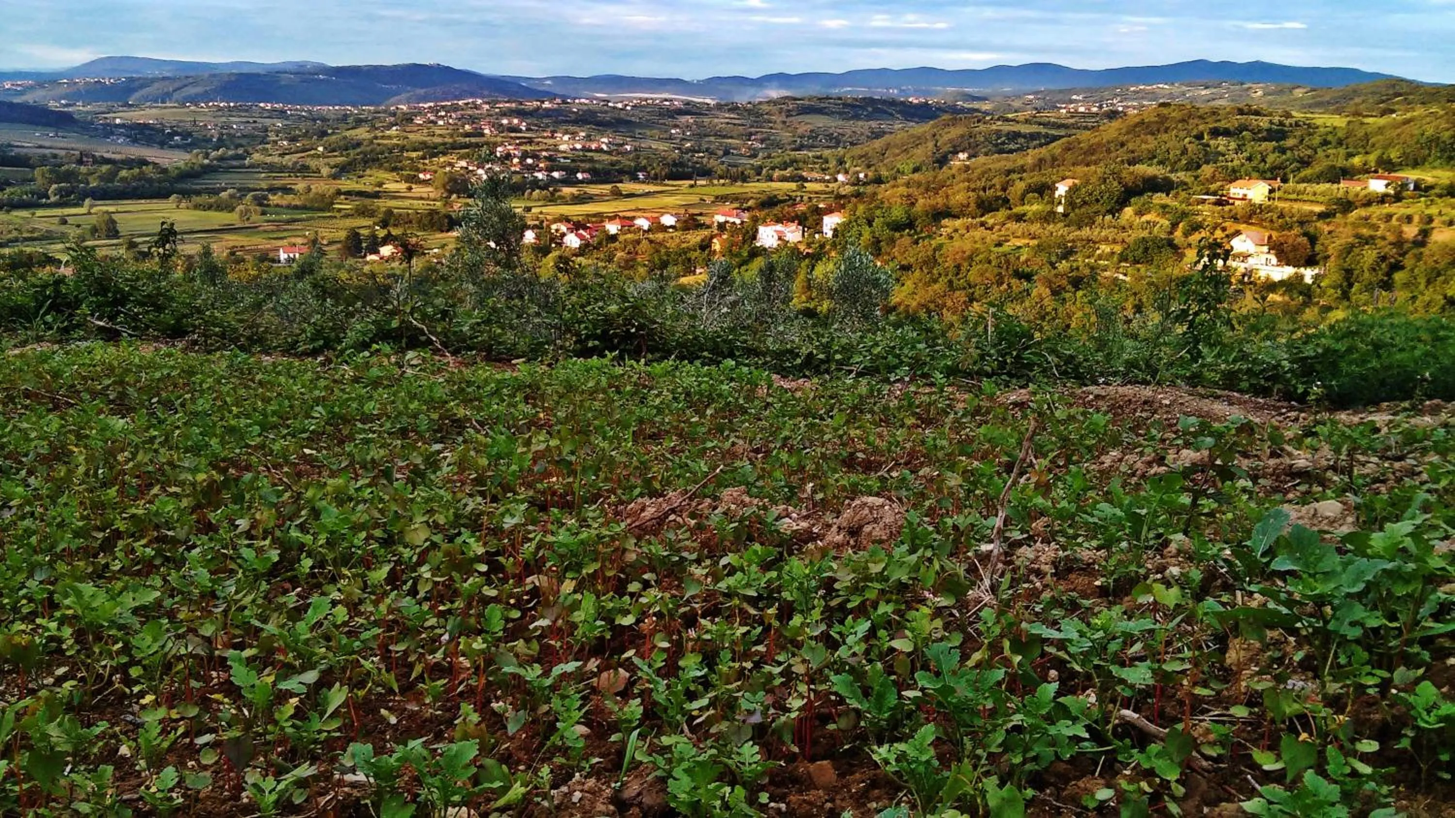 Farm stay Domačija Butul