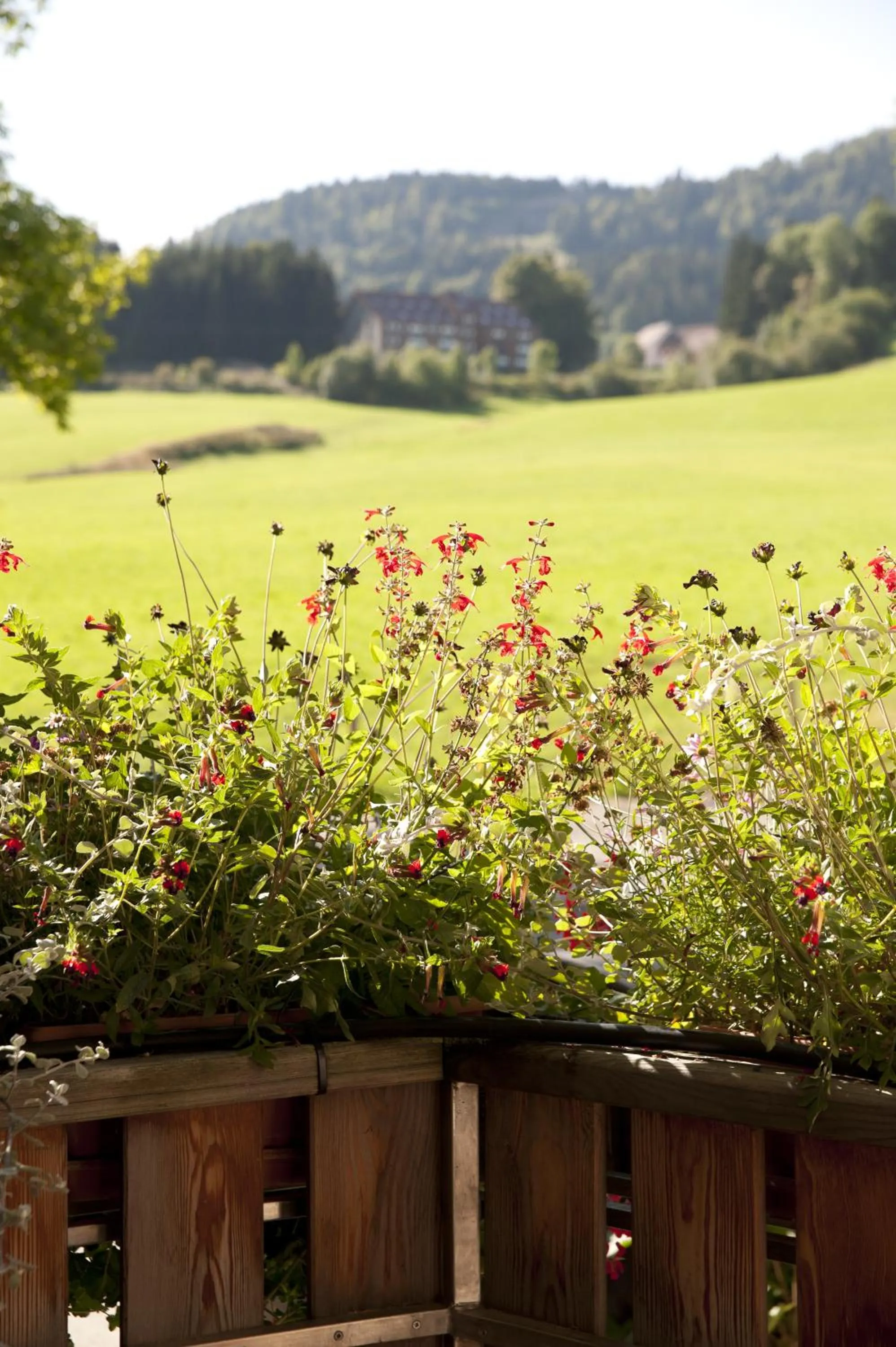 Garden view in Etoile des Neiges Hôtel et Piscine