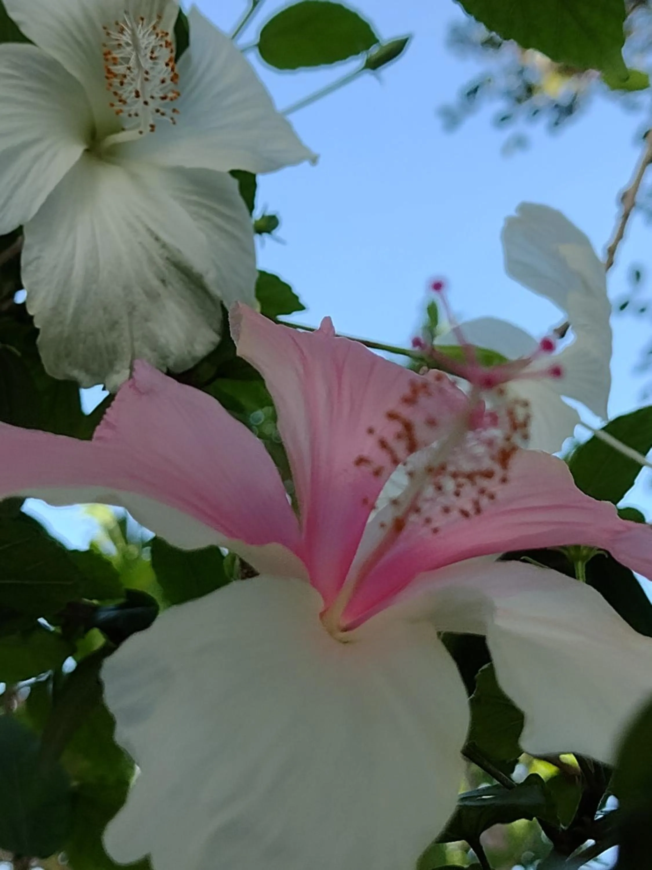 Garden in Gostoso Sol e Mar Pousada