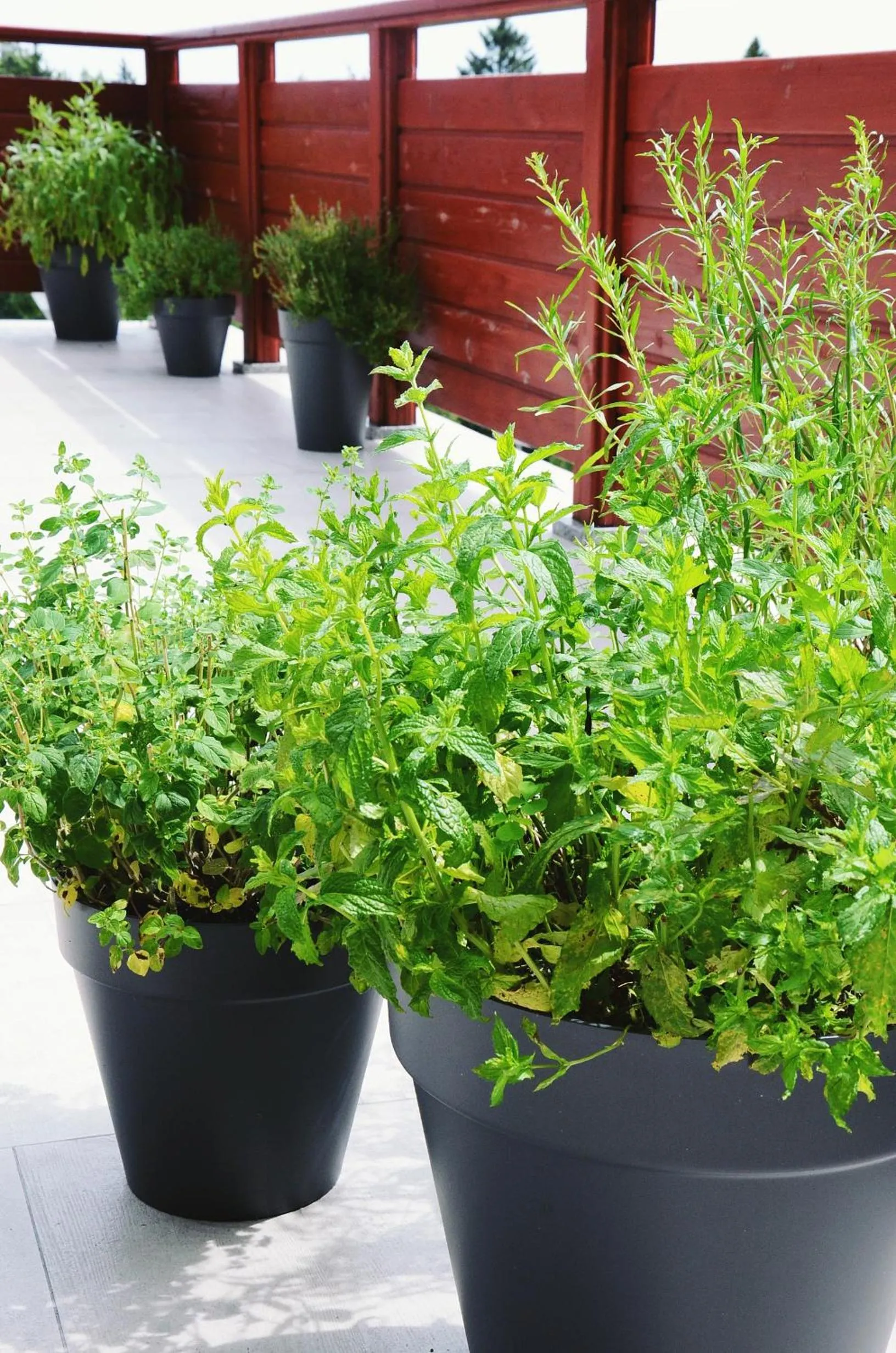 Balcony/Terrace in Hotel Willa Odkrywców