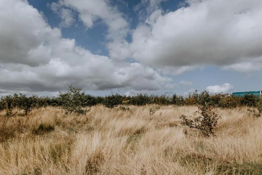 Garden in The Ferry House