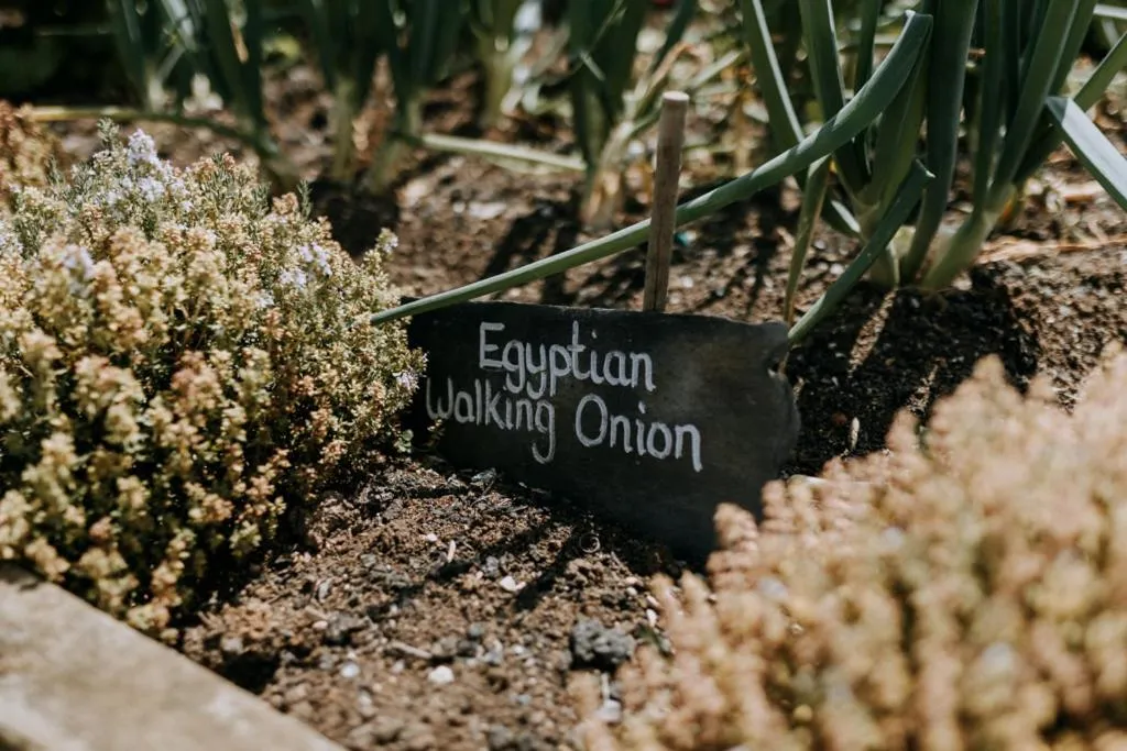 Garden in The Ferry House