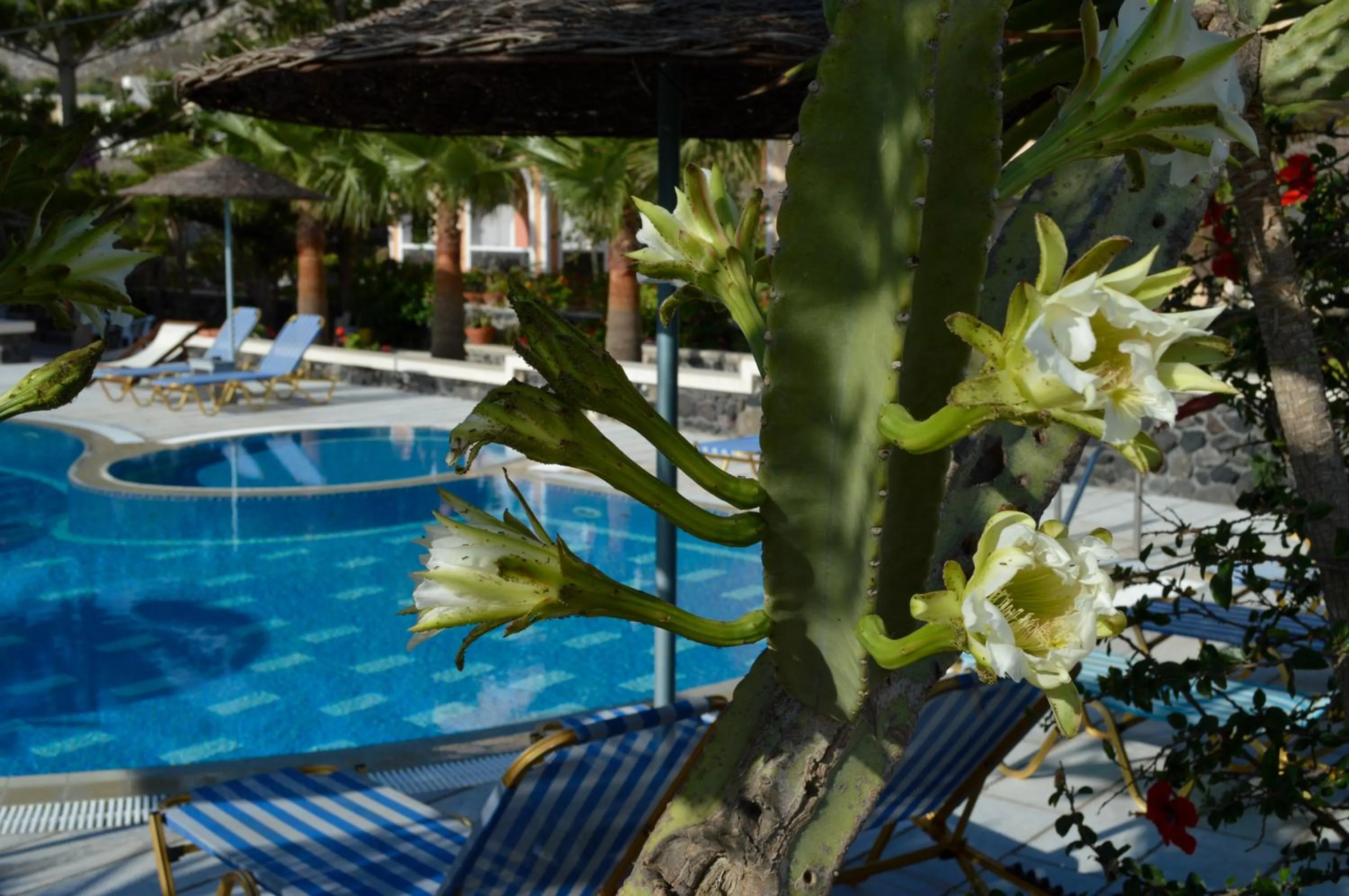 Swimming pool in Castro Hotel