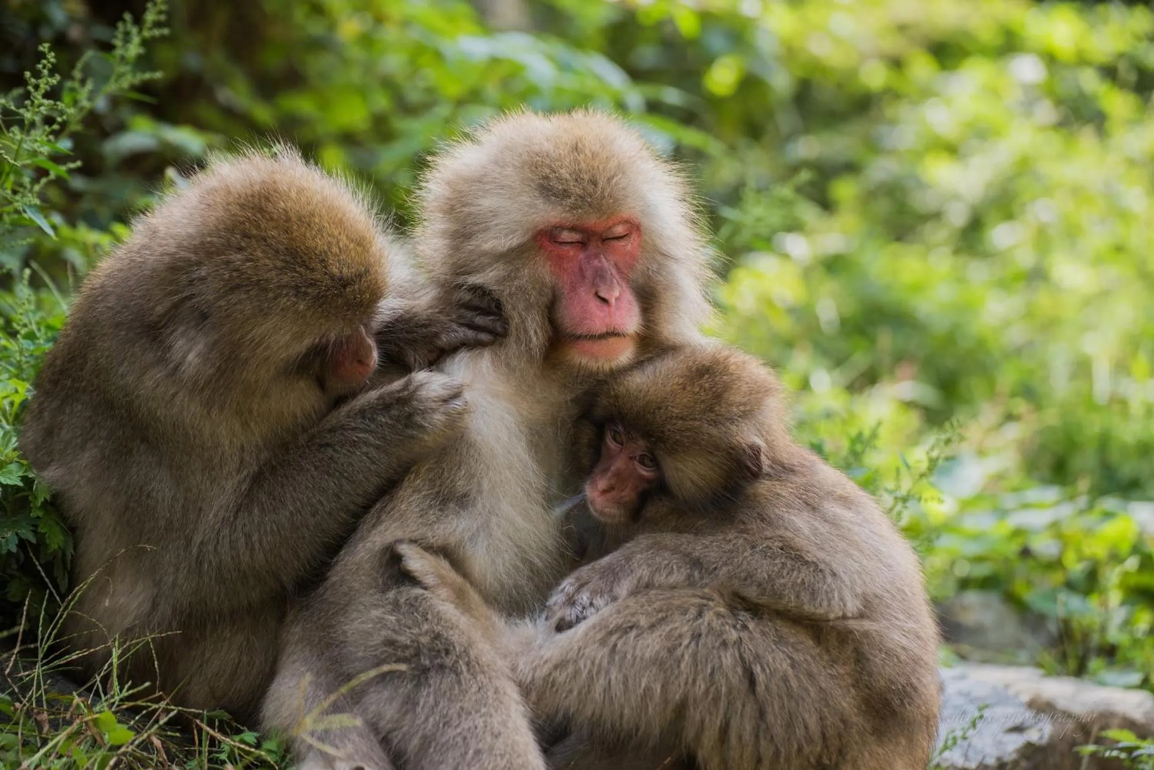 Animals in Shibu Onsen Koishiya Ryokan