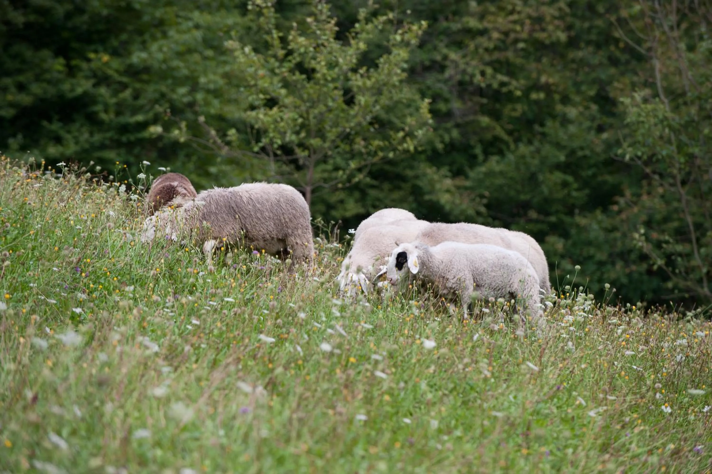 Animals in Prenočišča Valentina