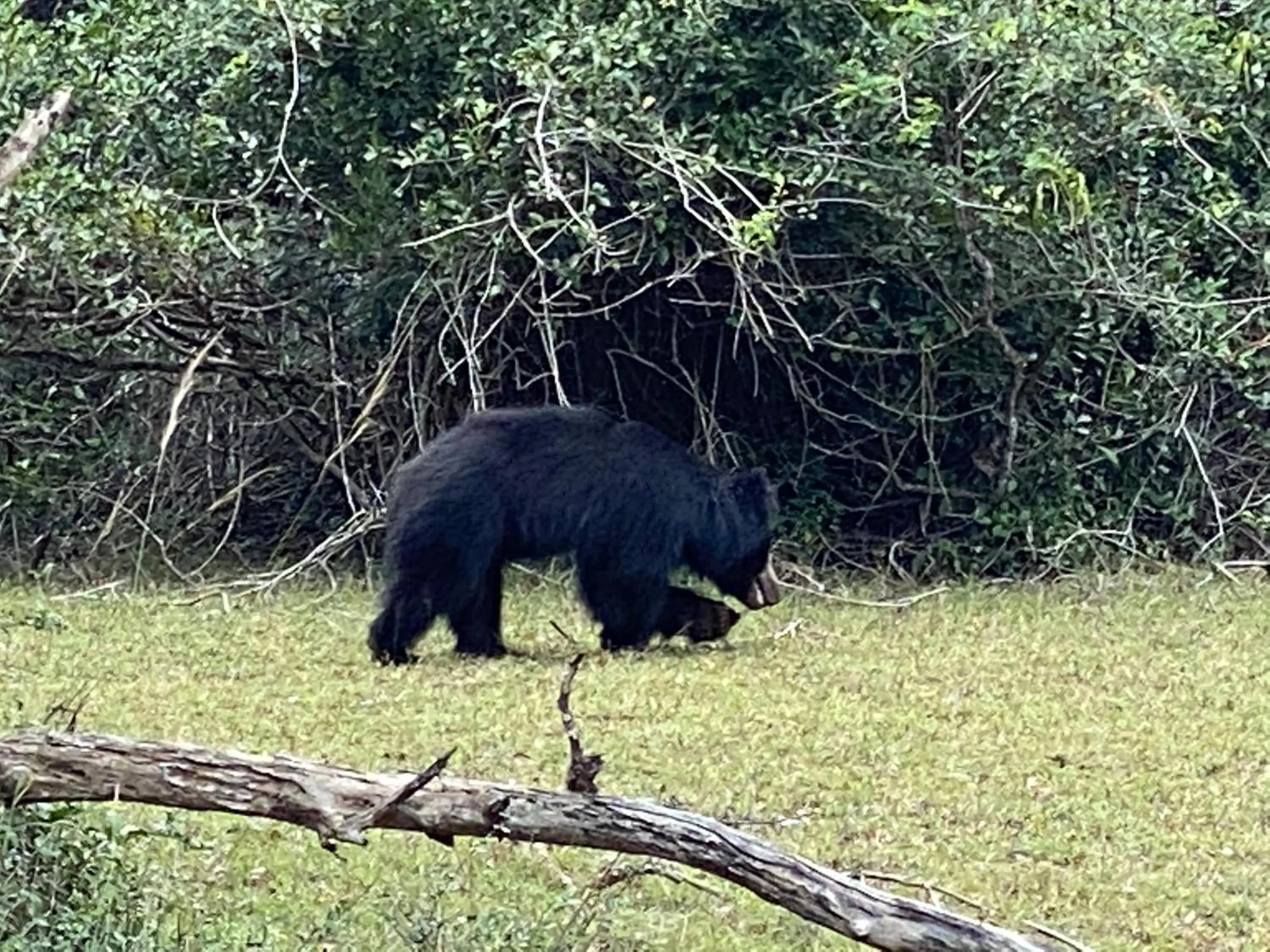 Animals in Christima Residence