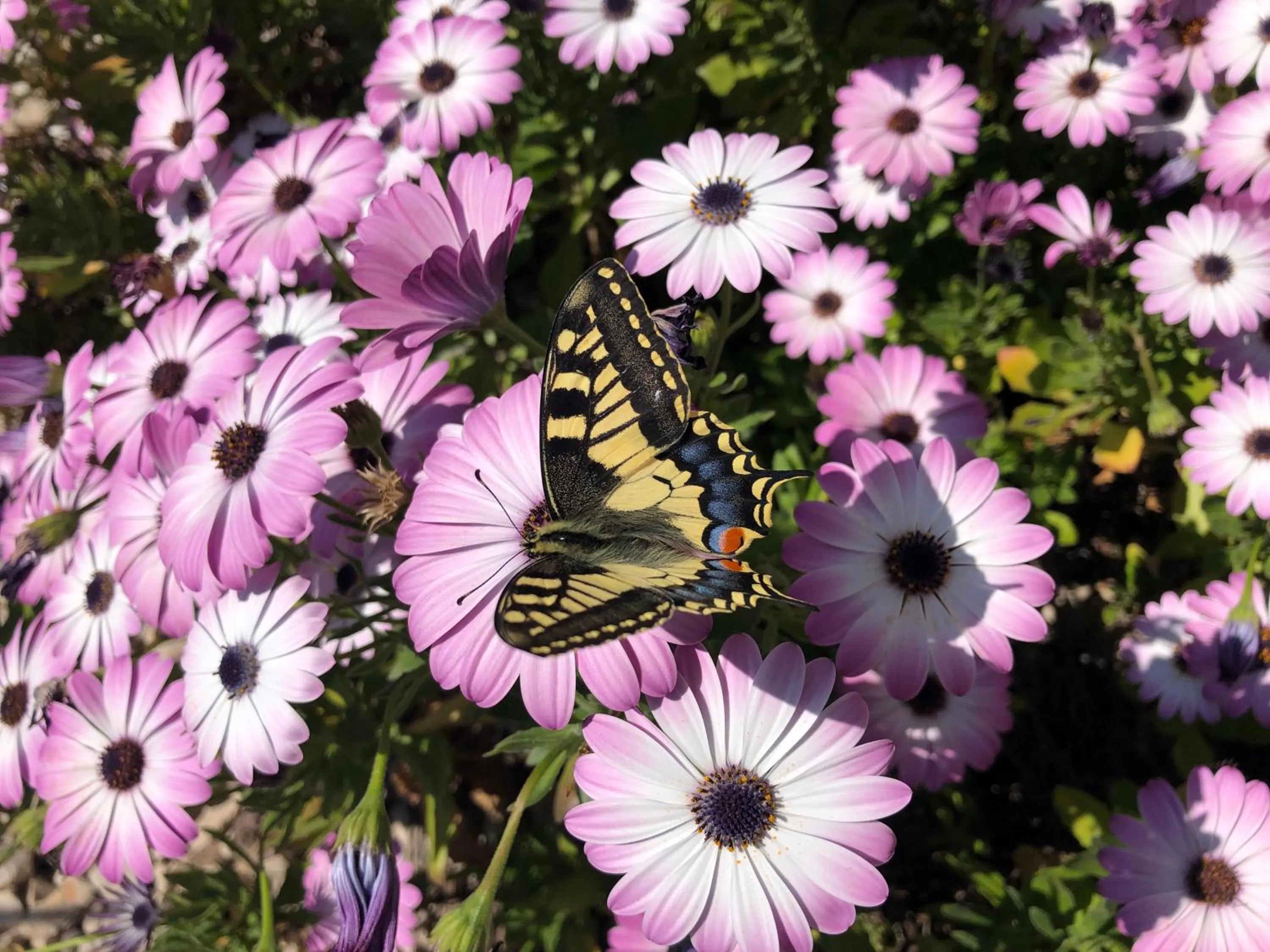 Other in Il Giardino Di Adriana