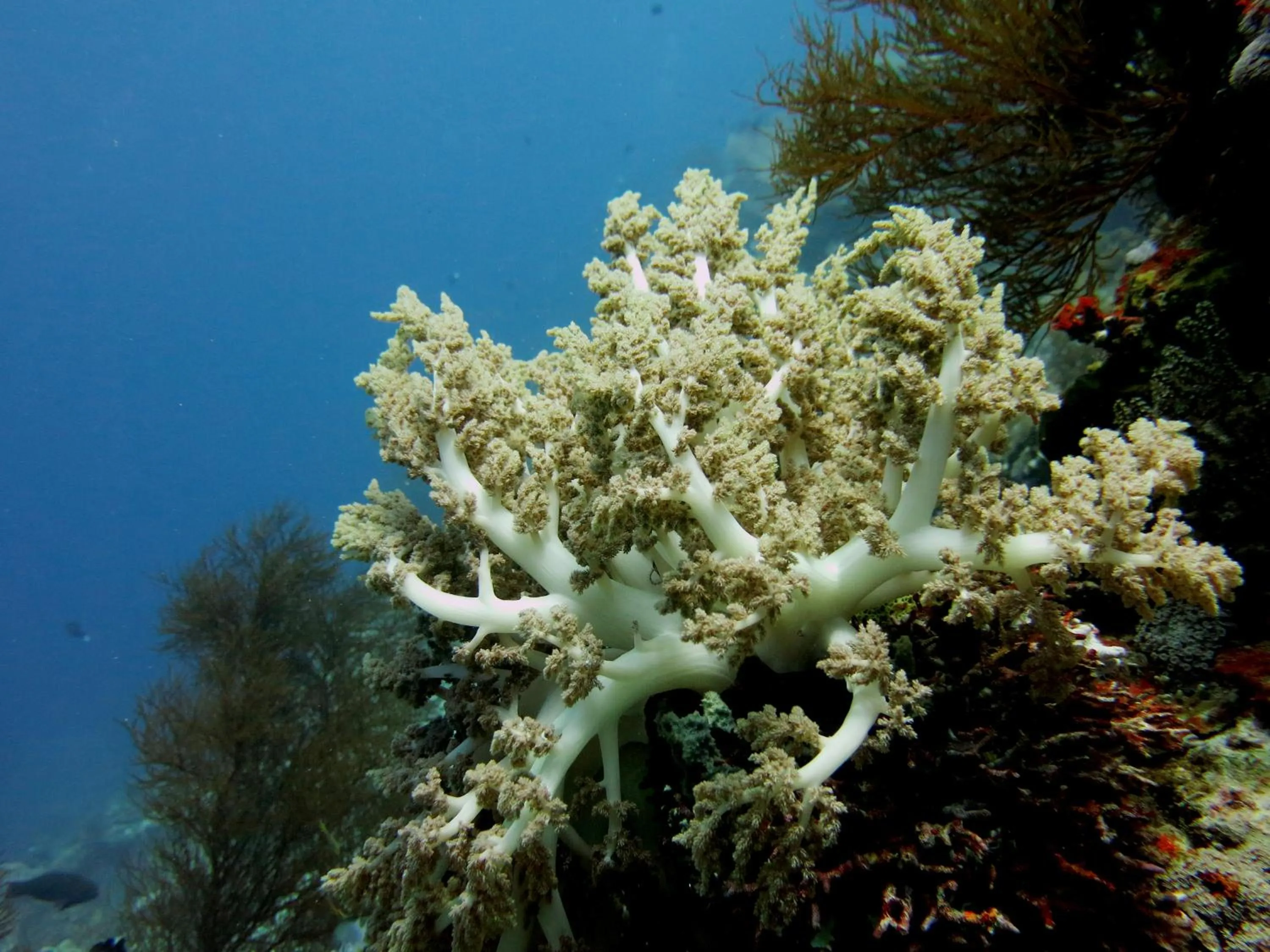 Snorkeling in Puri Batu Inn