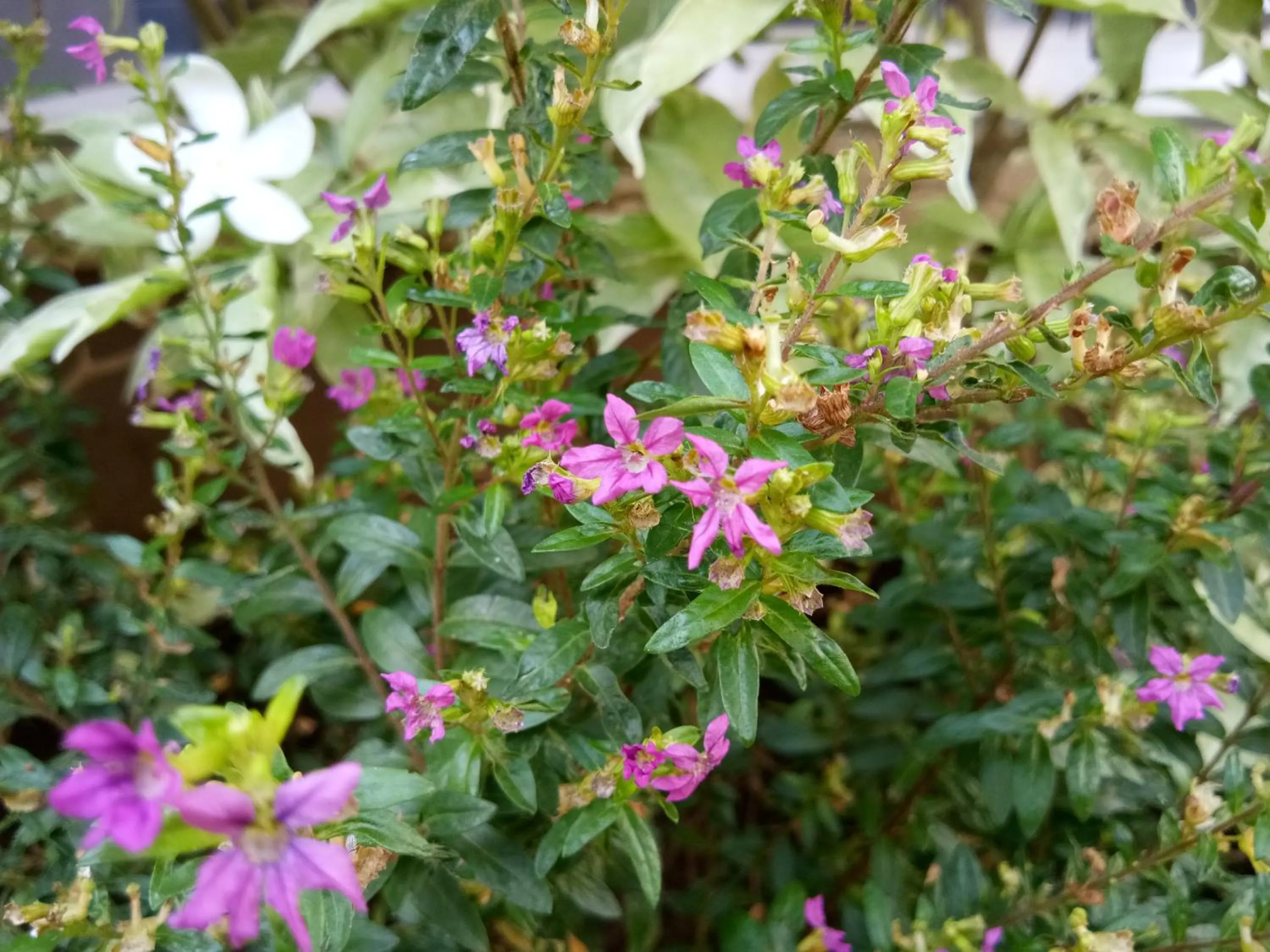 Natural landscape in Puri Batu Inn