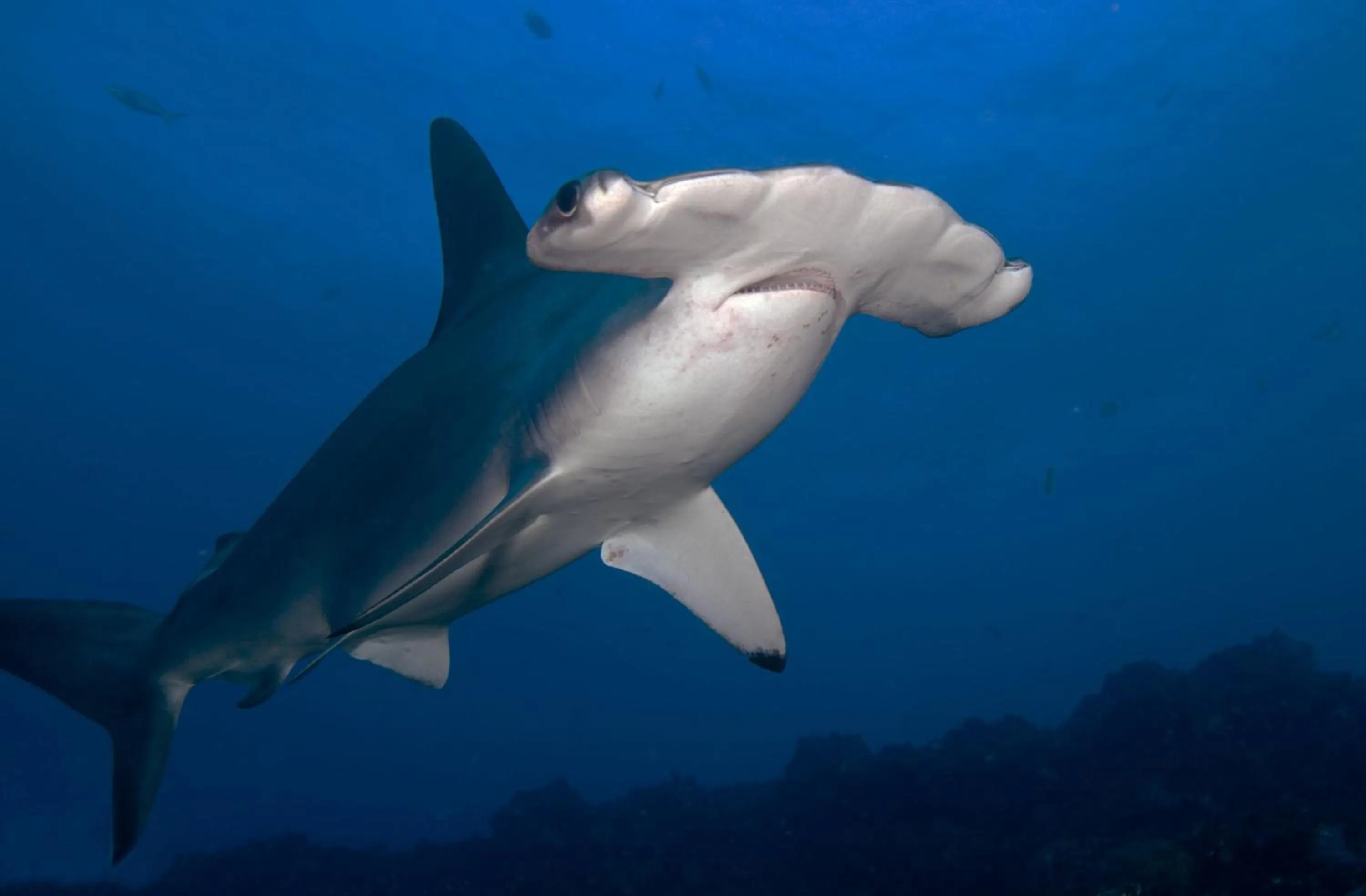 Snorkeling in Galápagos Eco Friendly