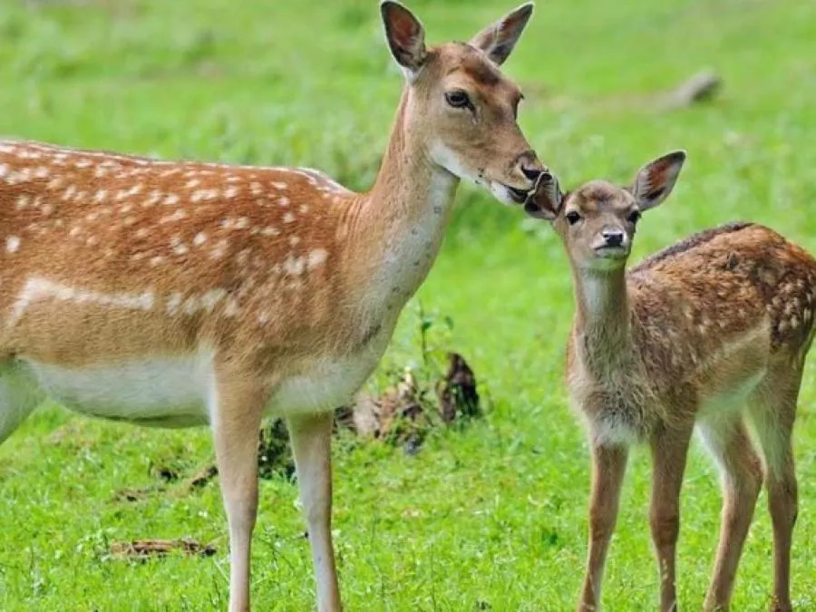 Animals in Pension Wess