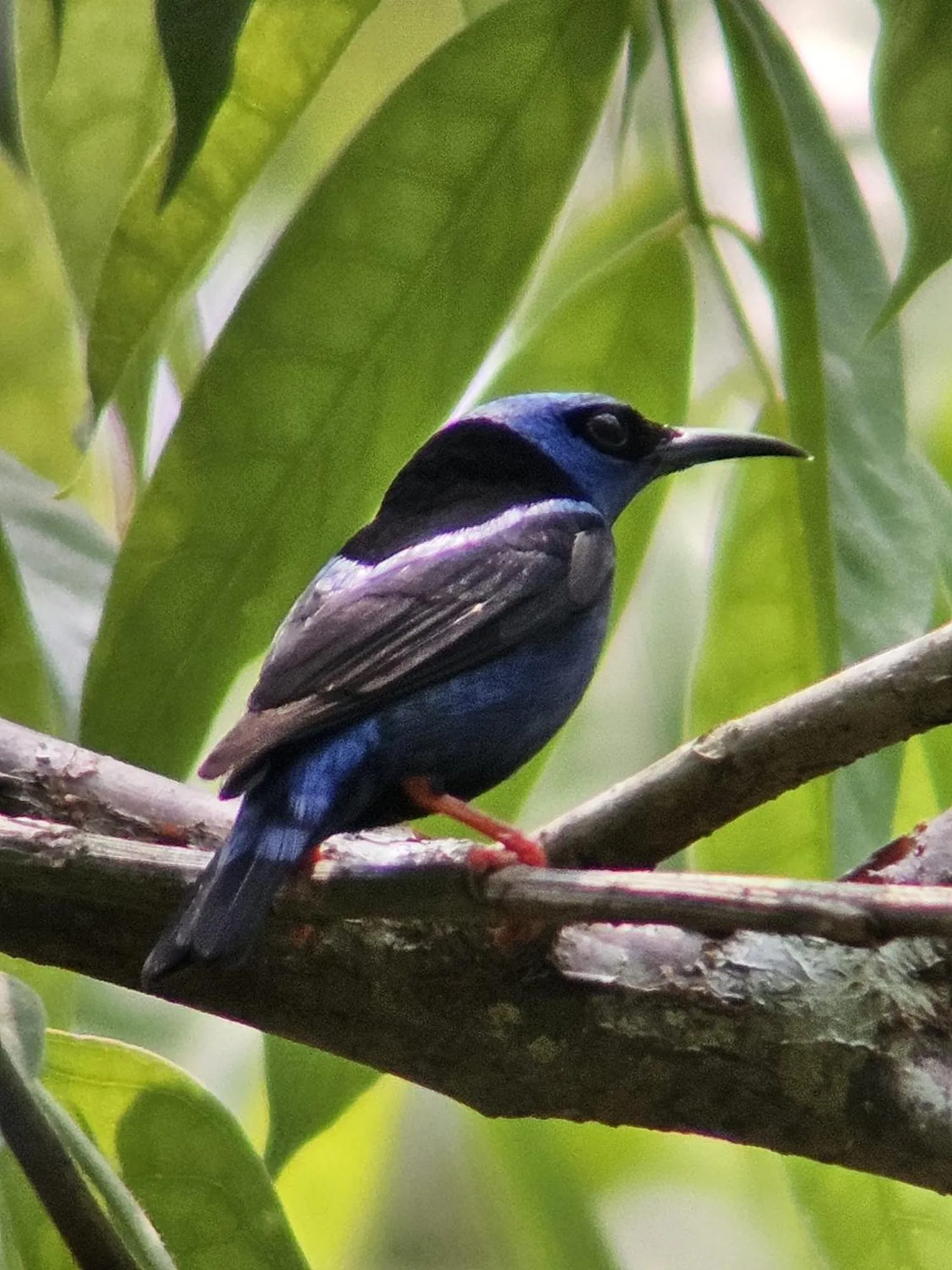 Animals in Sun Creek Lodge