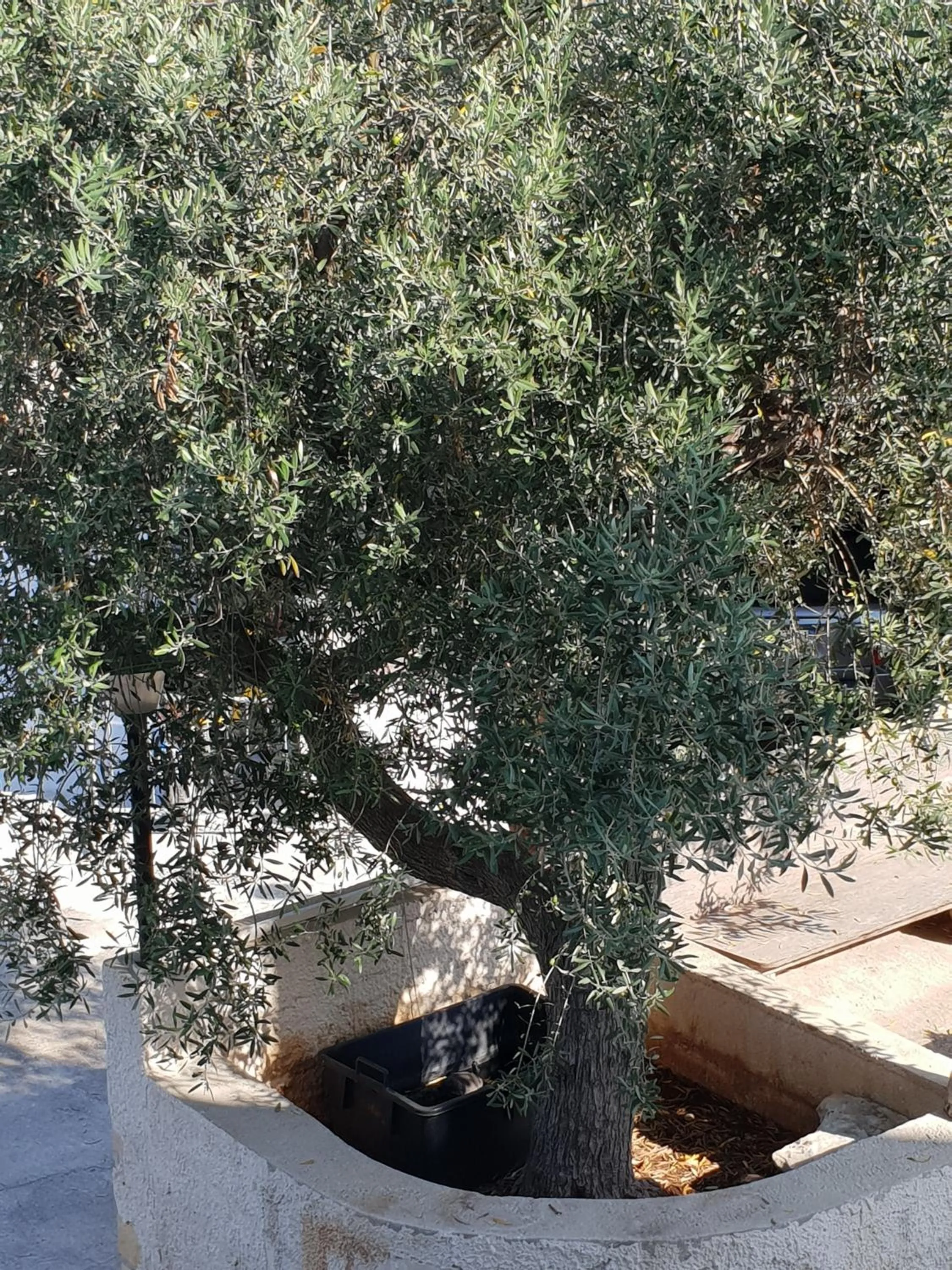 Garden in Teodora House