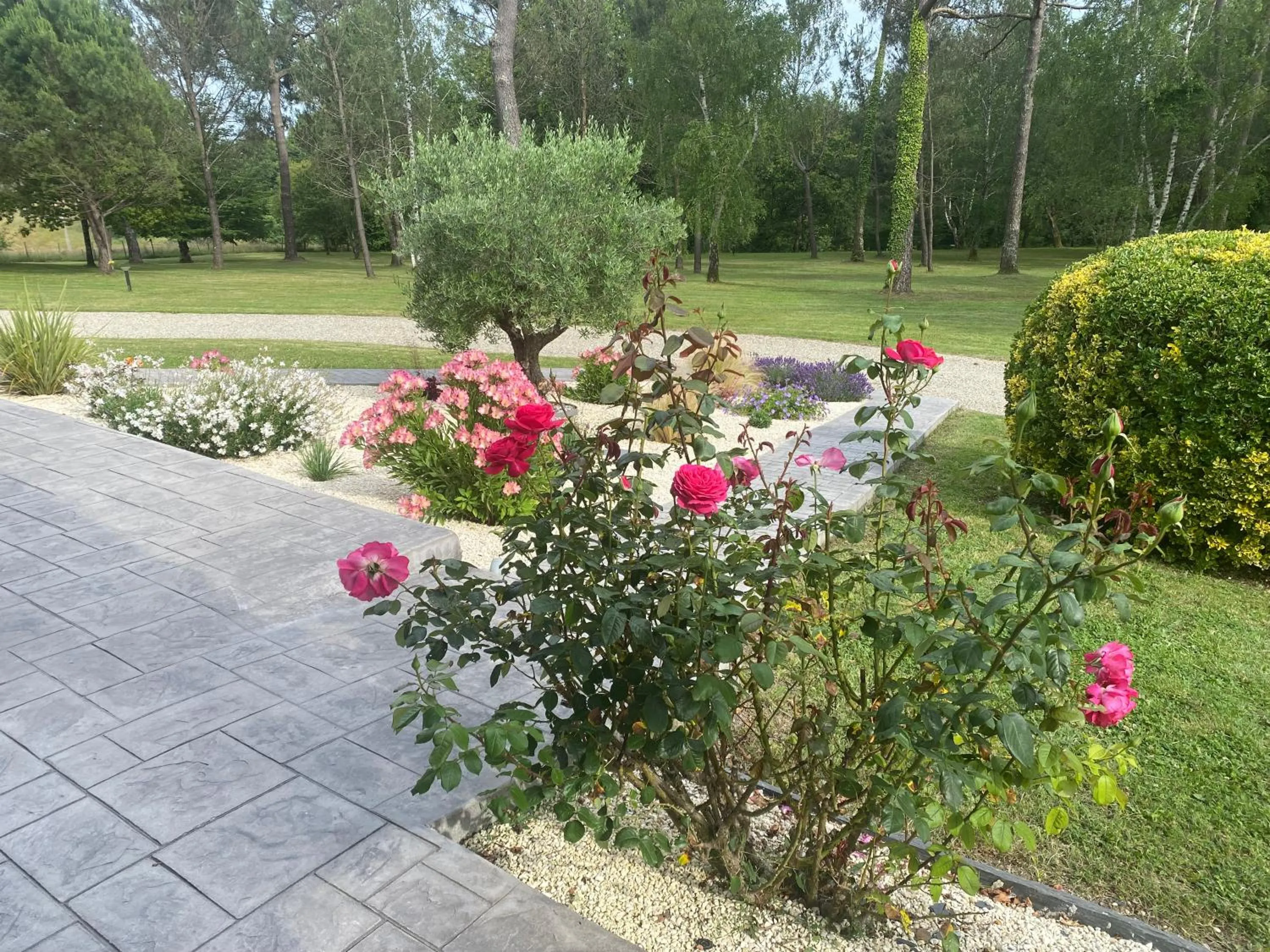 Summer in Les Pins Perdus