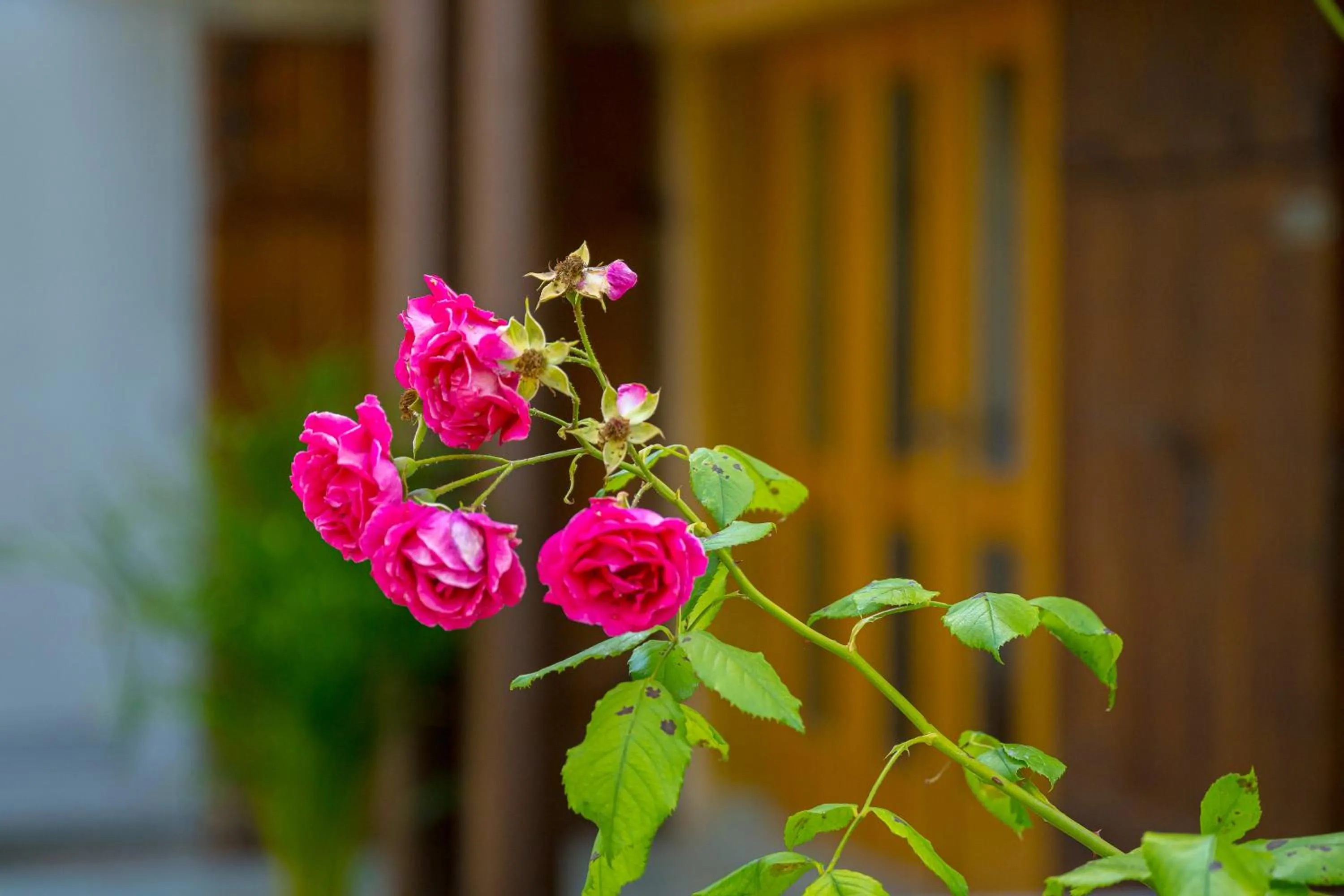 Vineyard cottage Rustika