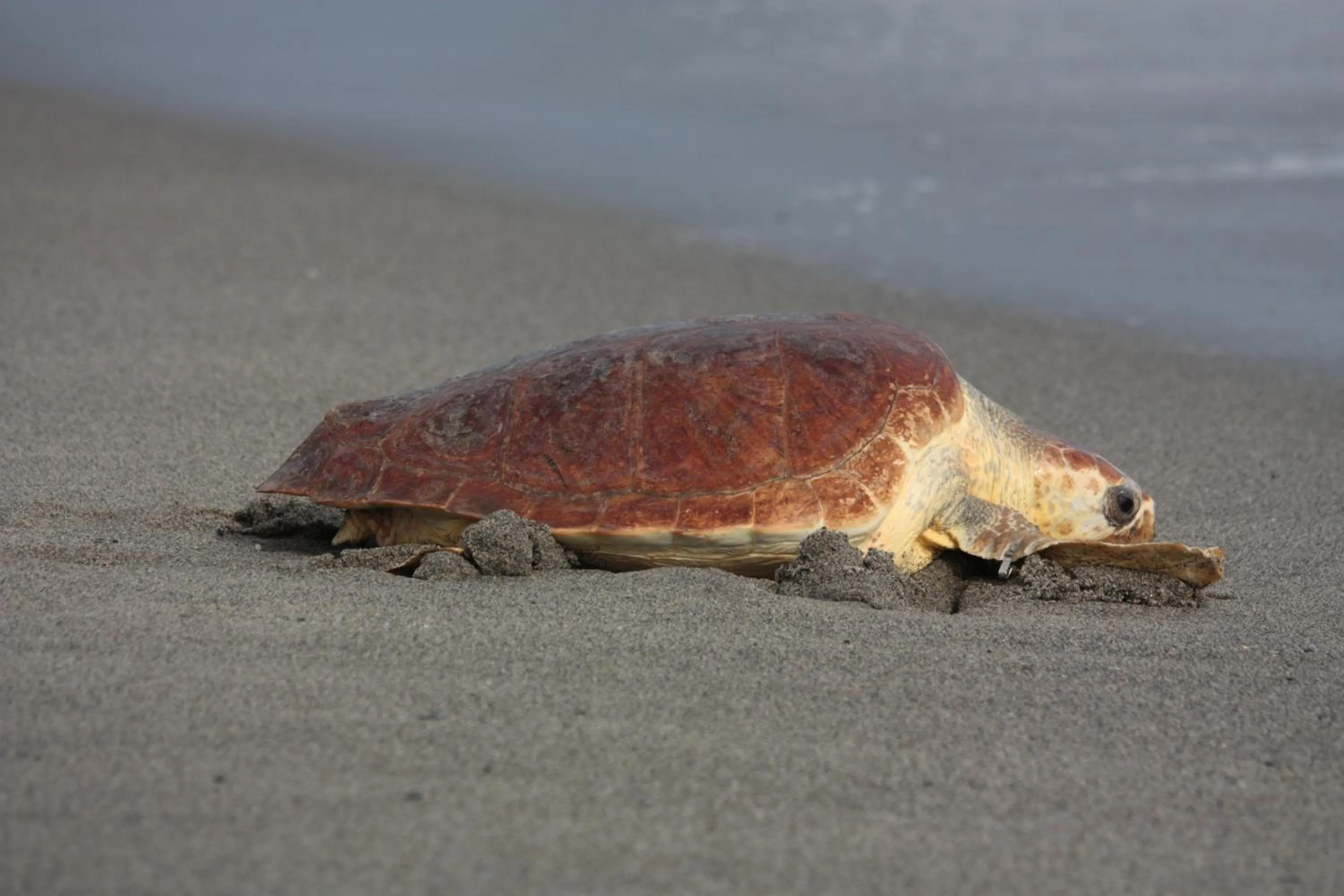 Natural landscape in B&B Casa Cosmano