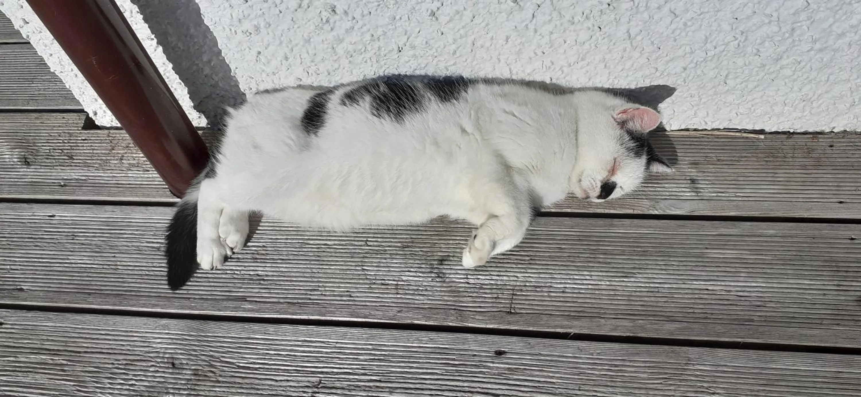 Pets in Beechwood Cottage B&B