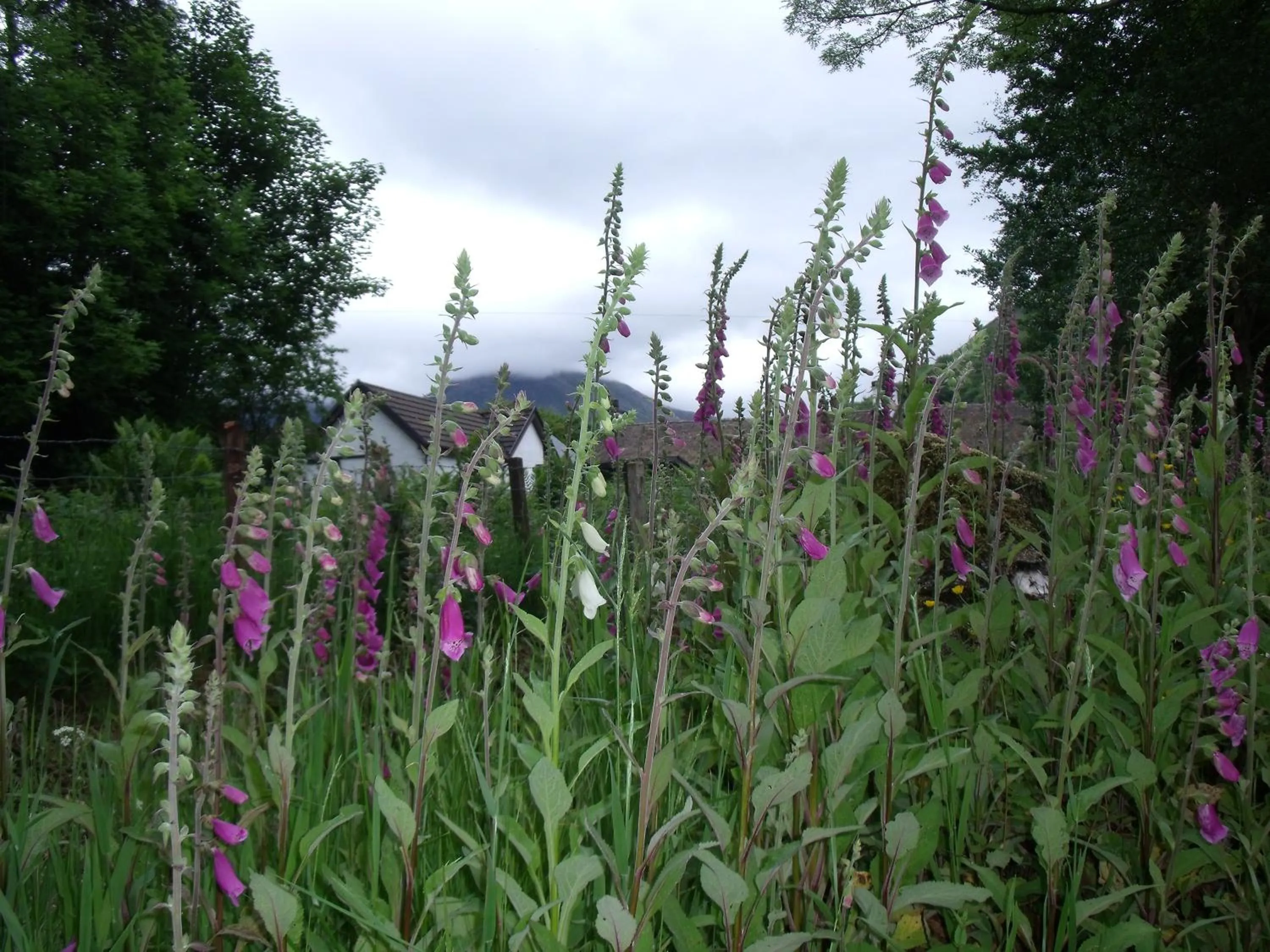 Garden in Beechwood Cottage B&B