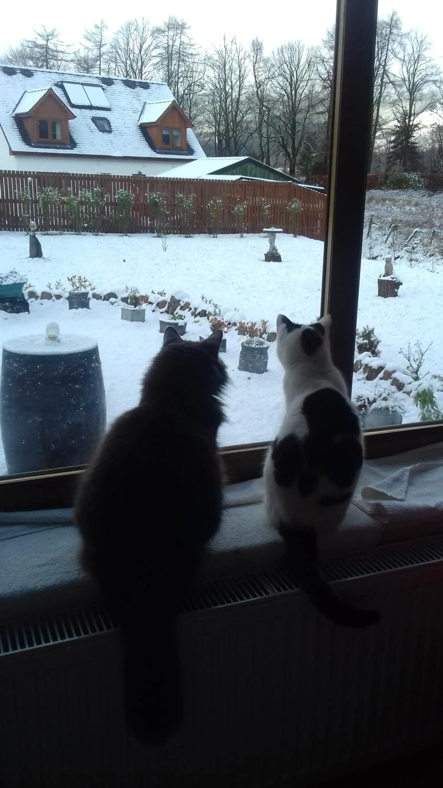 Pets in Beechwood Cottage B&B