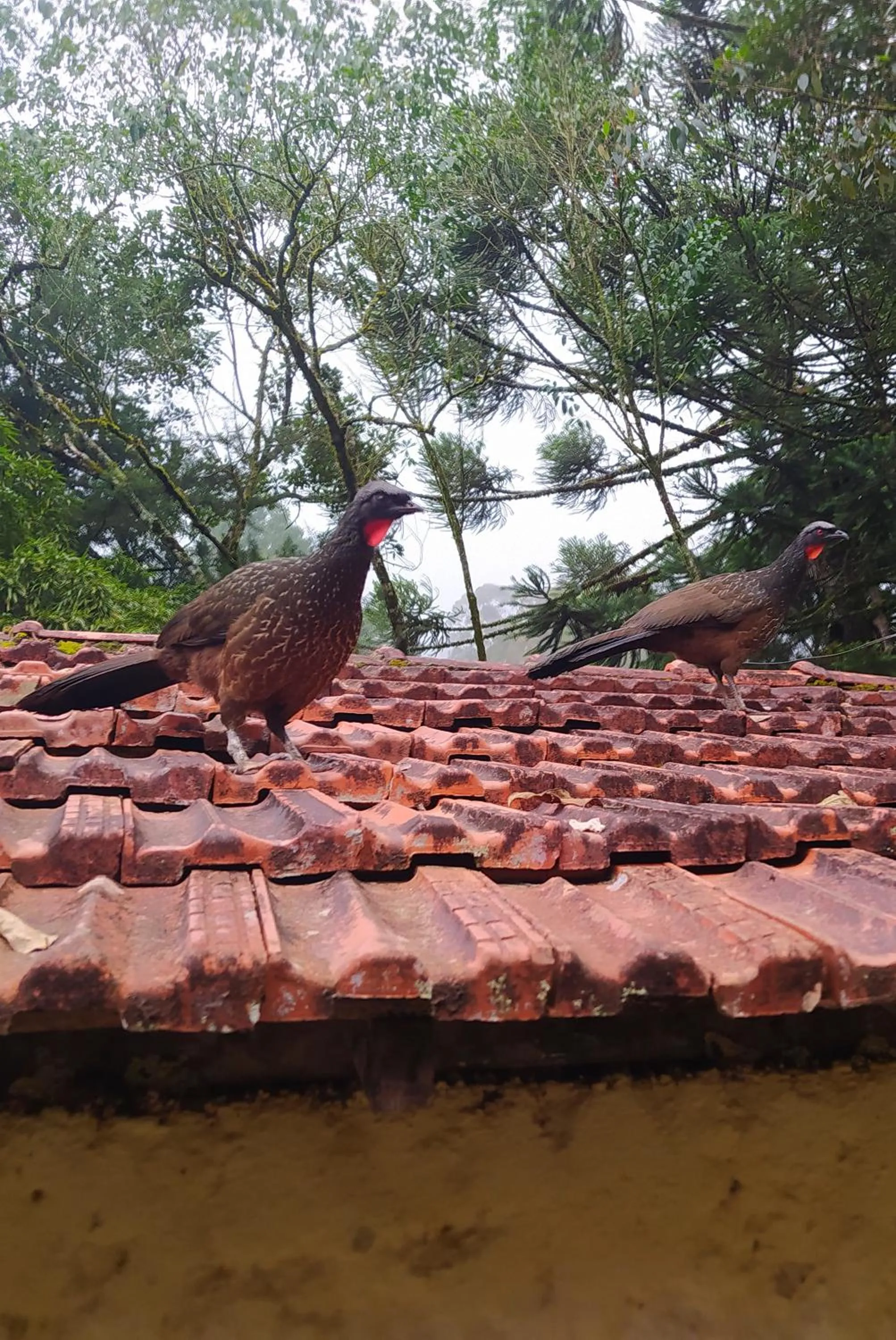 Natural landscape in Pousada Bella Ana