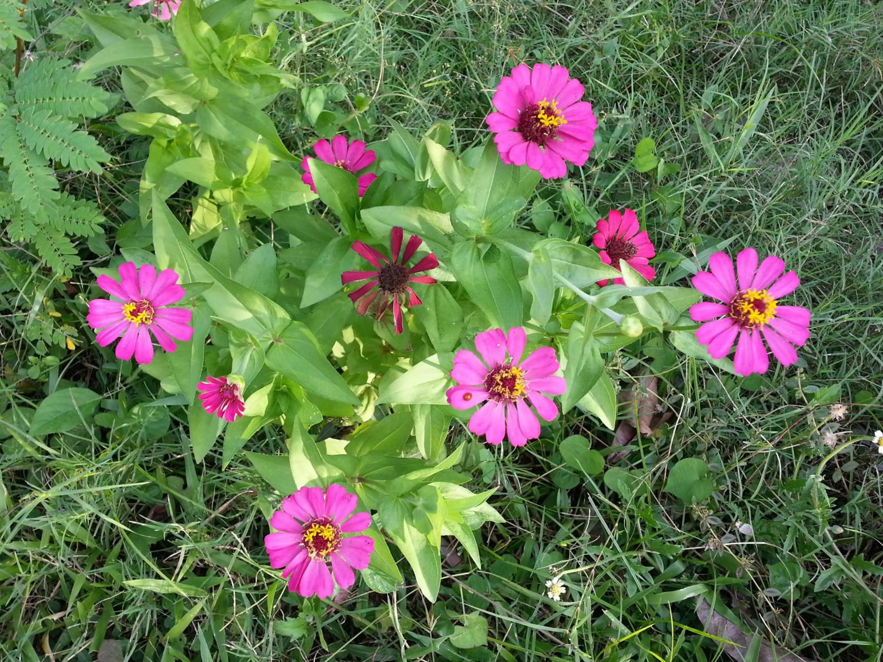 Garden in La Vida Hostel Samal Island