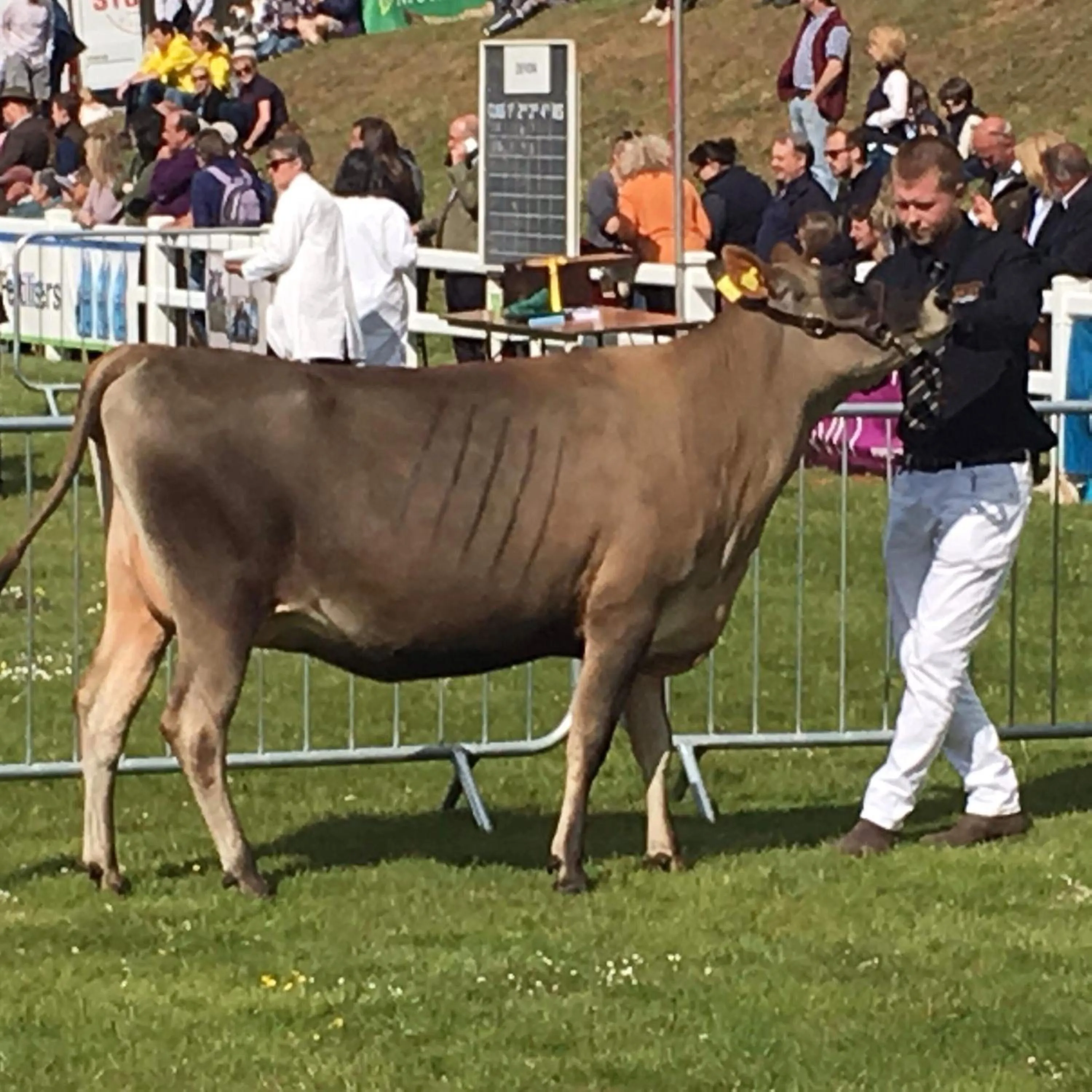 Animals in Trecorme Barton