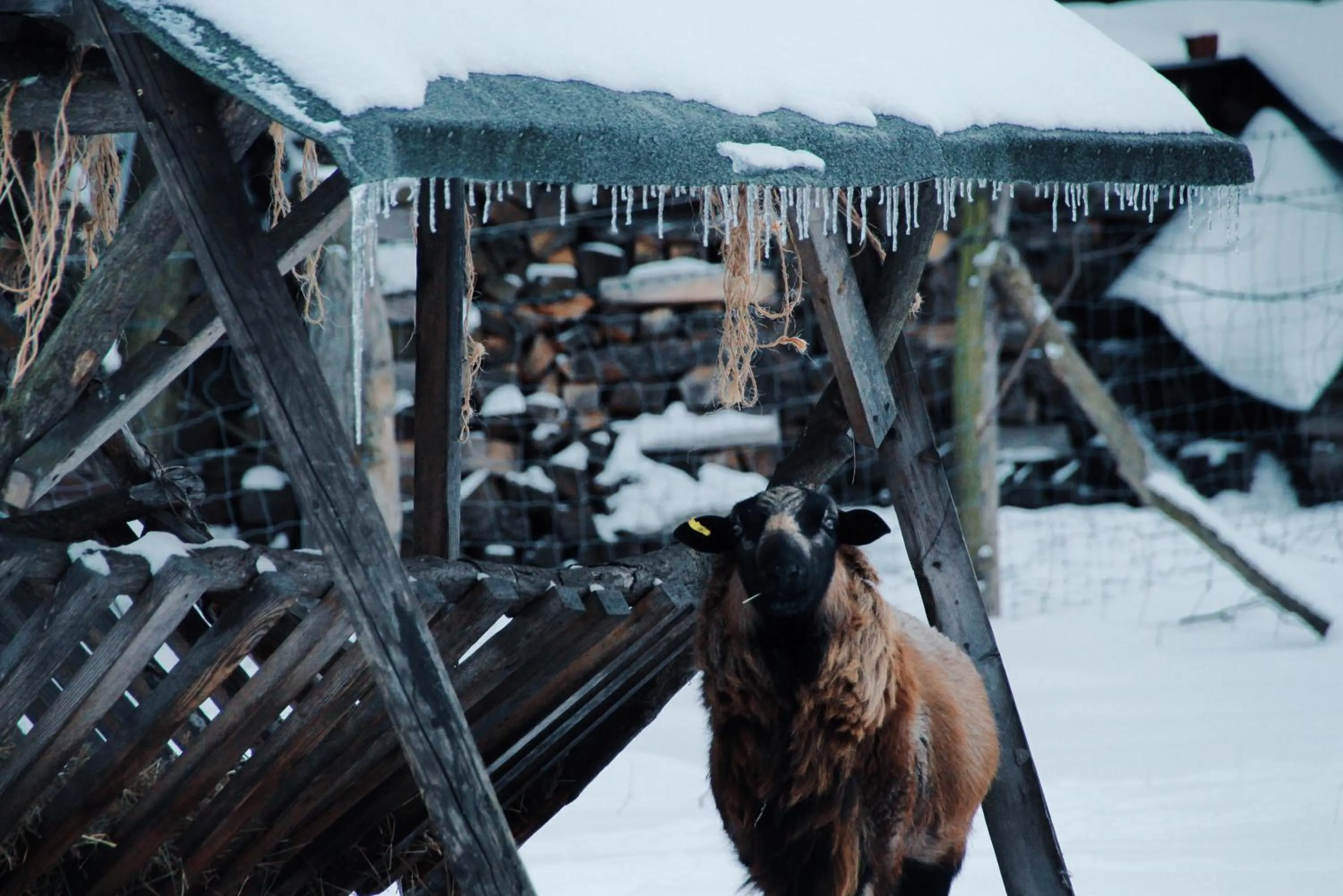 Winter in Landgasthof Zur Wildbahn