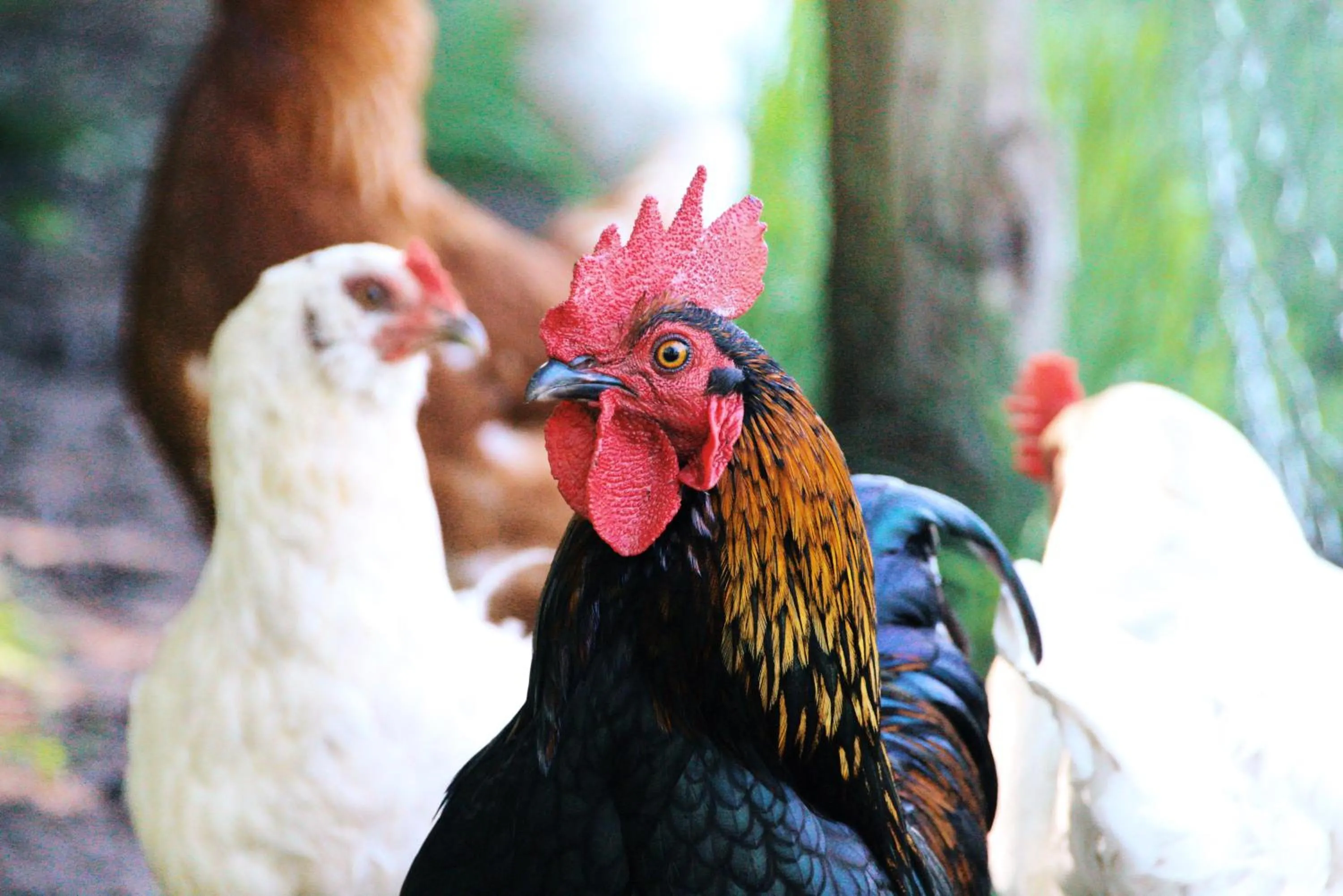 Animals in Landgasthof Zur Wildbahn